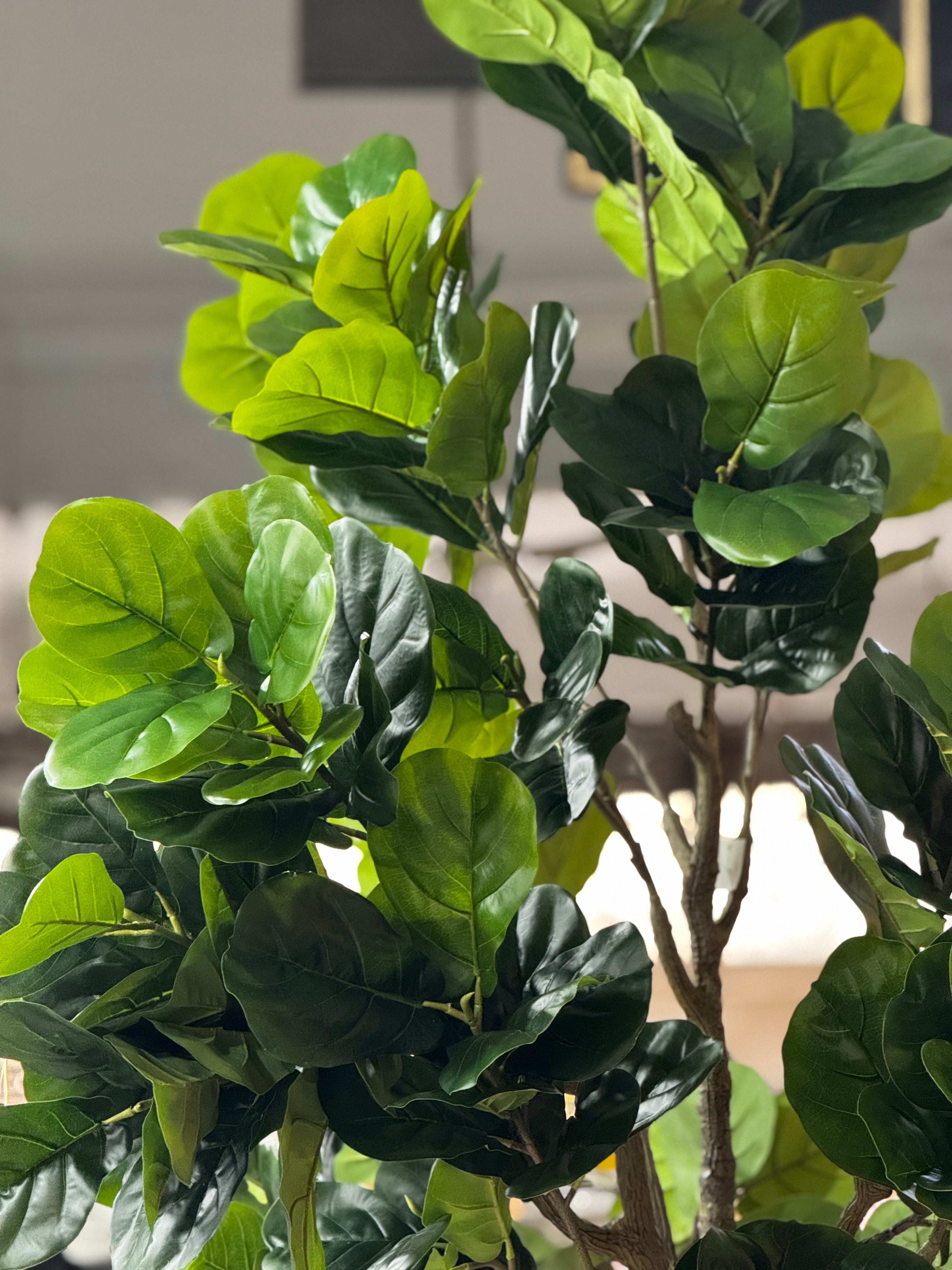 Majestic Fiddle Fig Tree