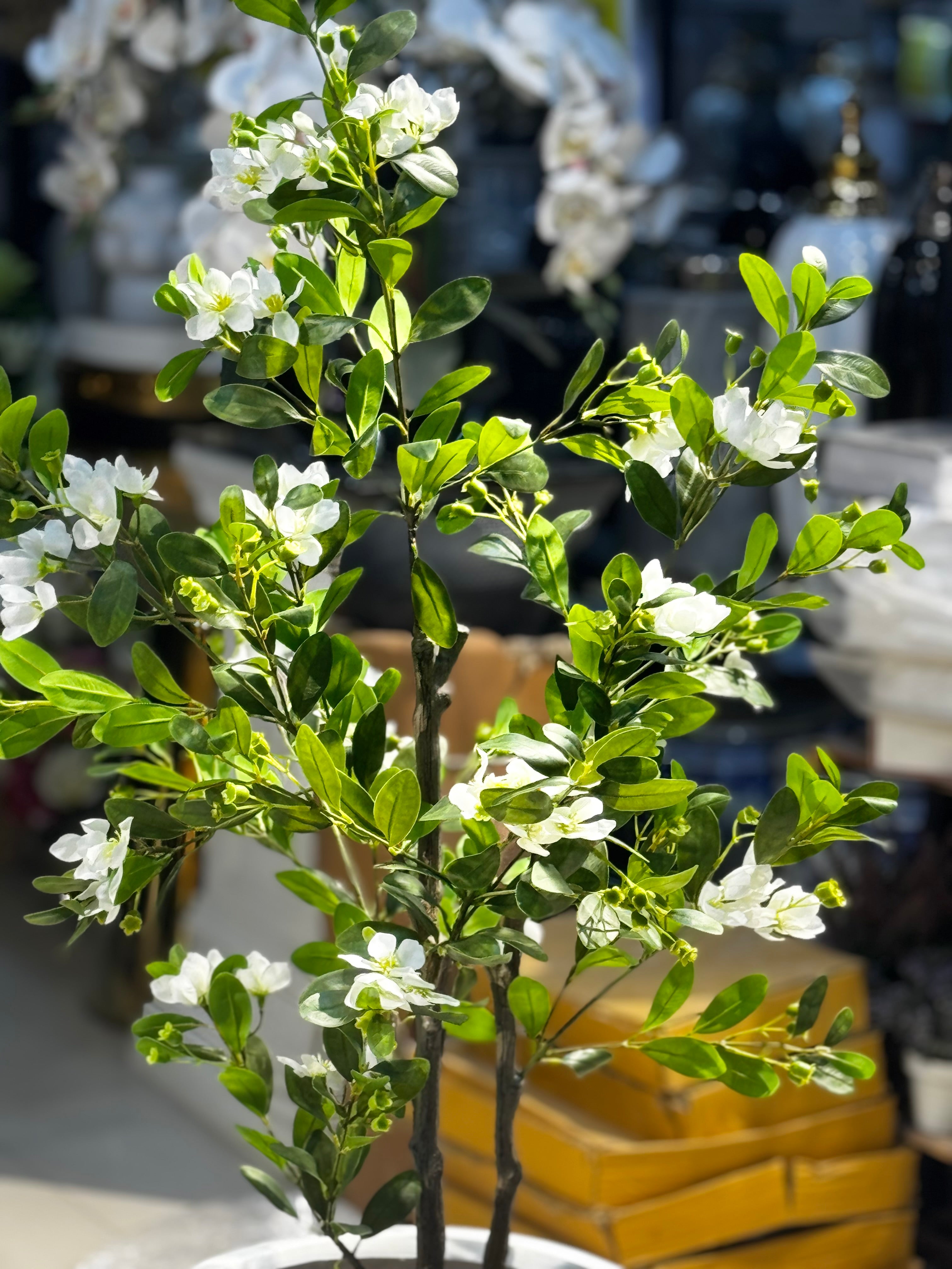 Elysian white blossom Tree
