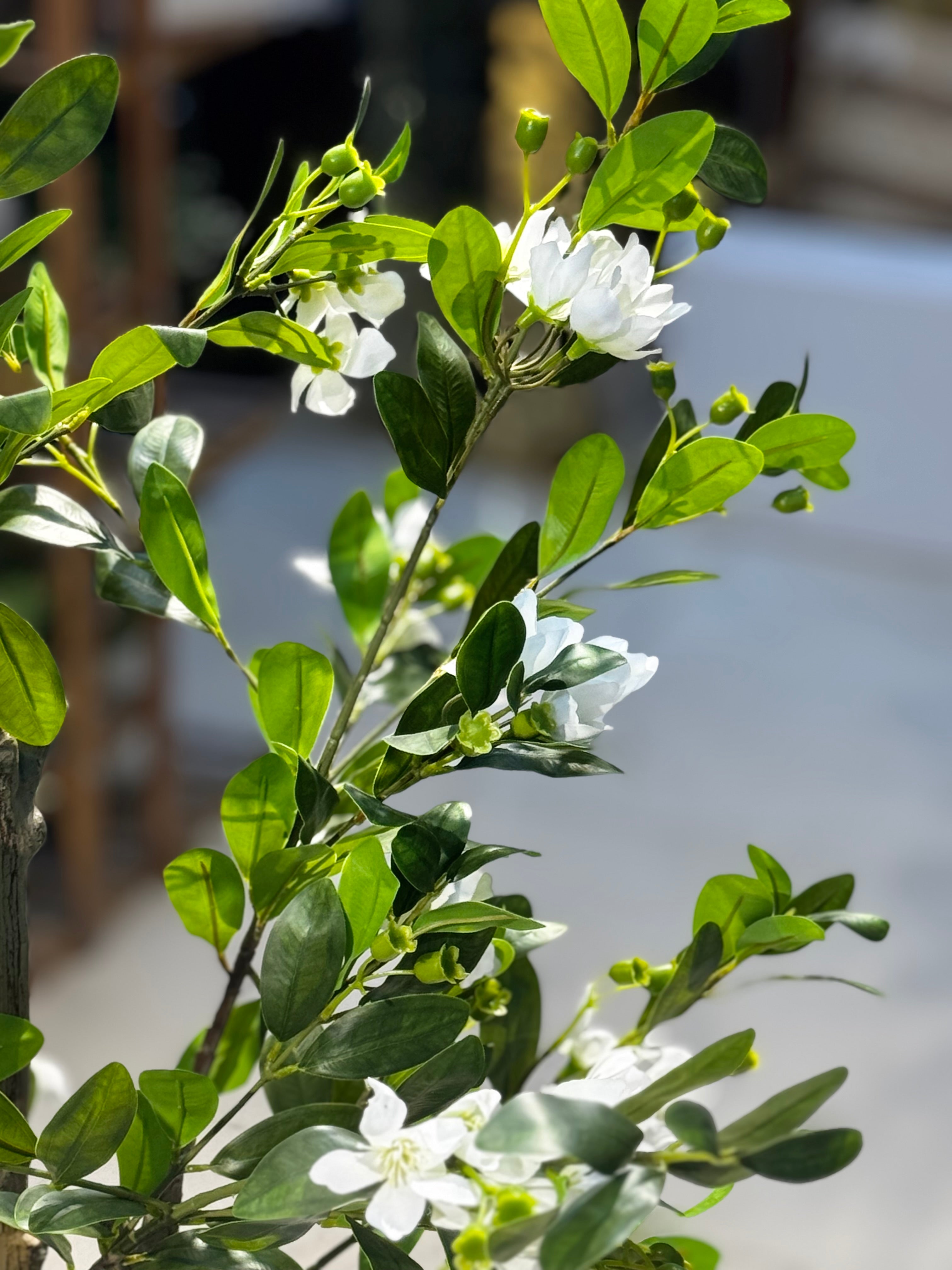 Elysian white blossom Tree