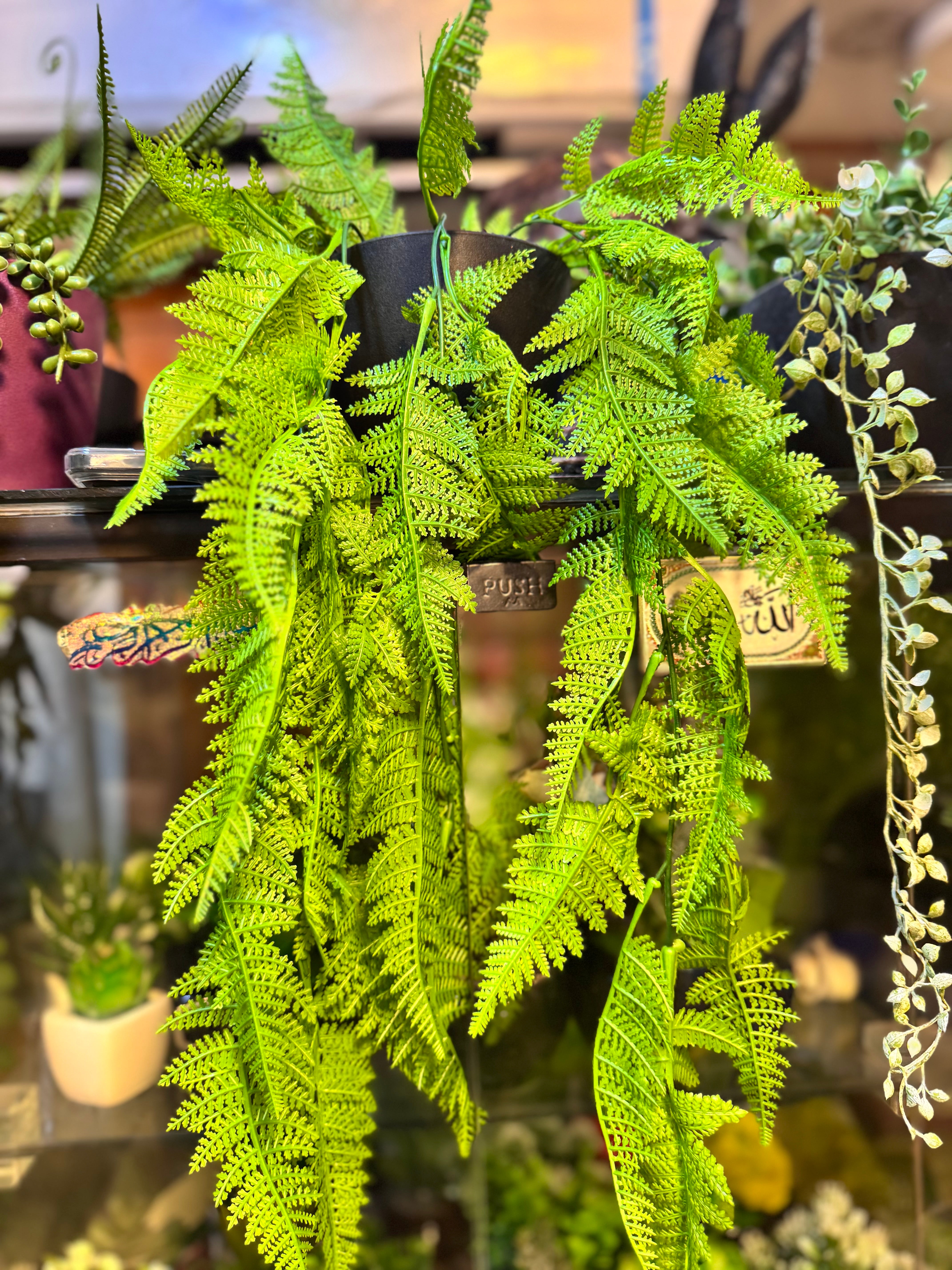 hanging plants price Premium Lush Hanging plants – Fantasia Florist