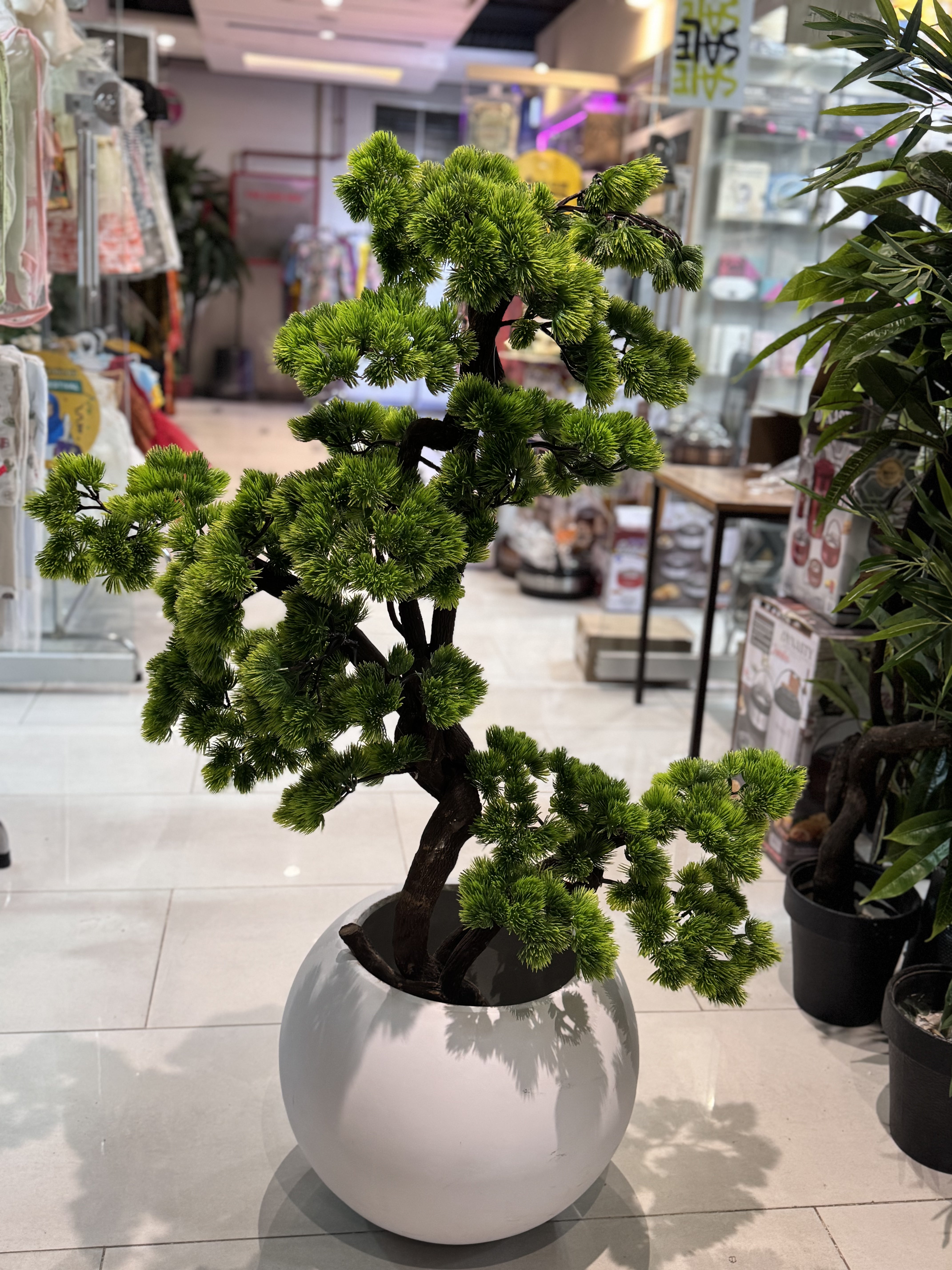 Exclusive bonsai tree
