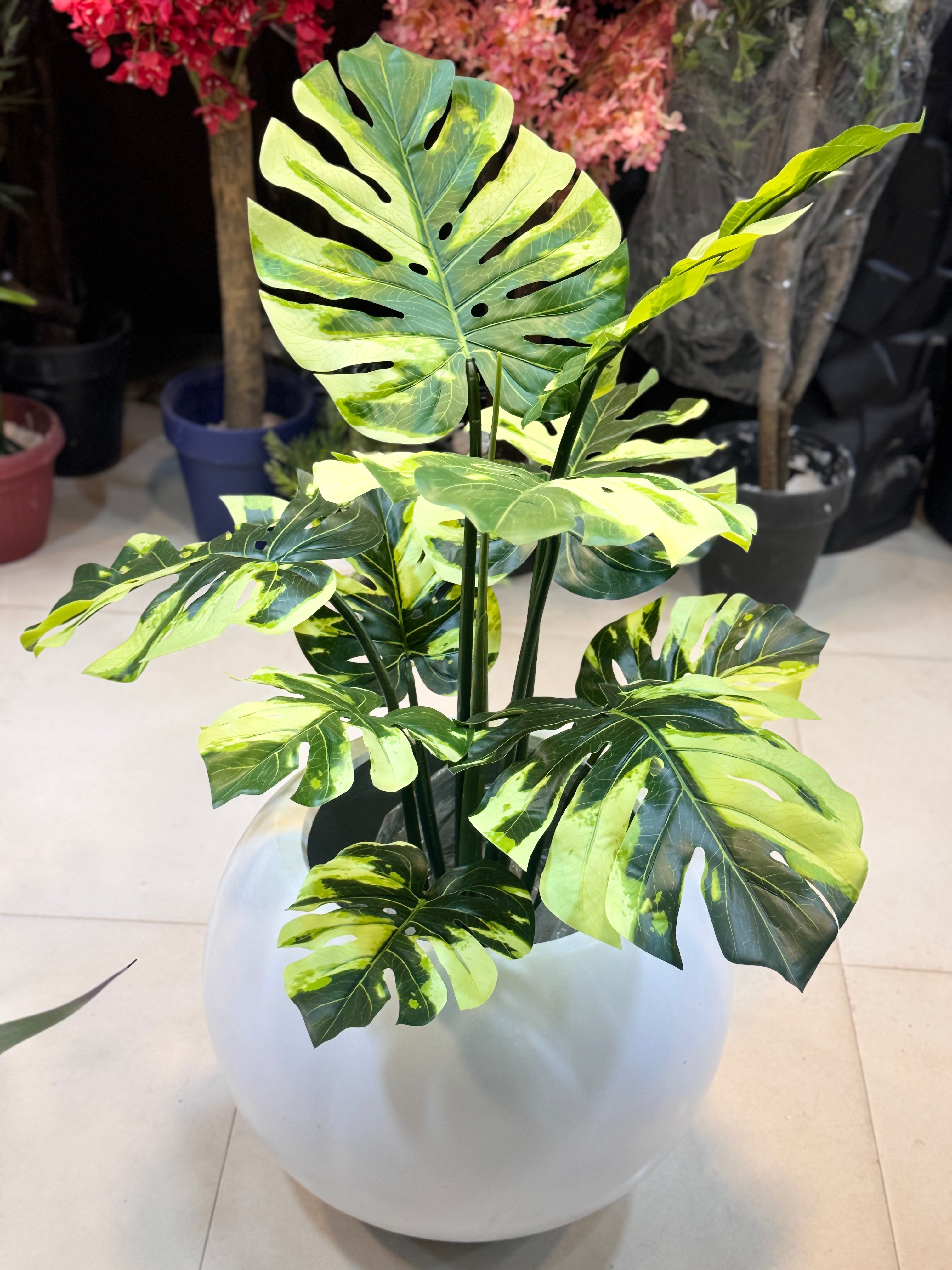 Premium Monstera plant
