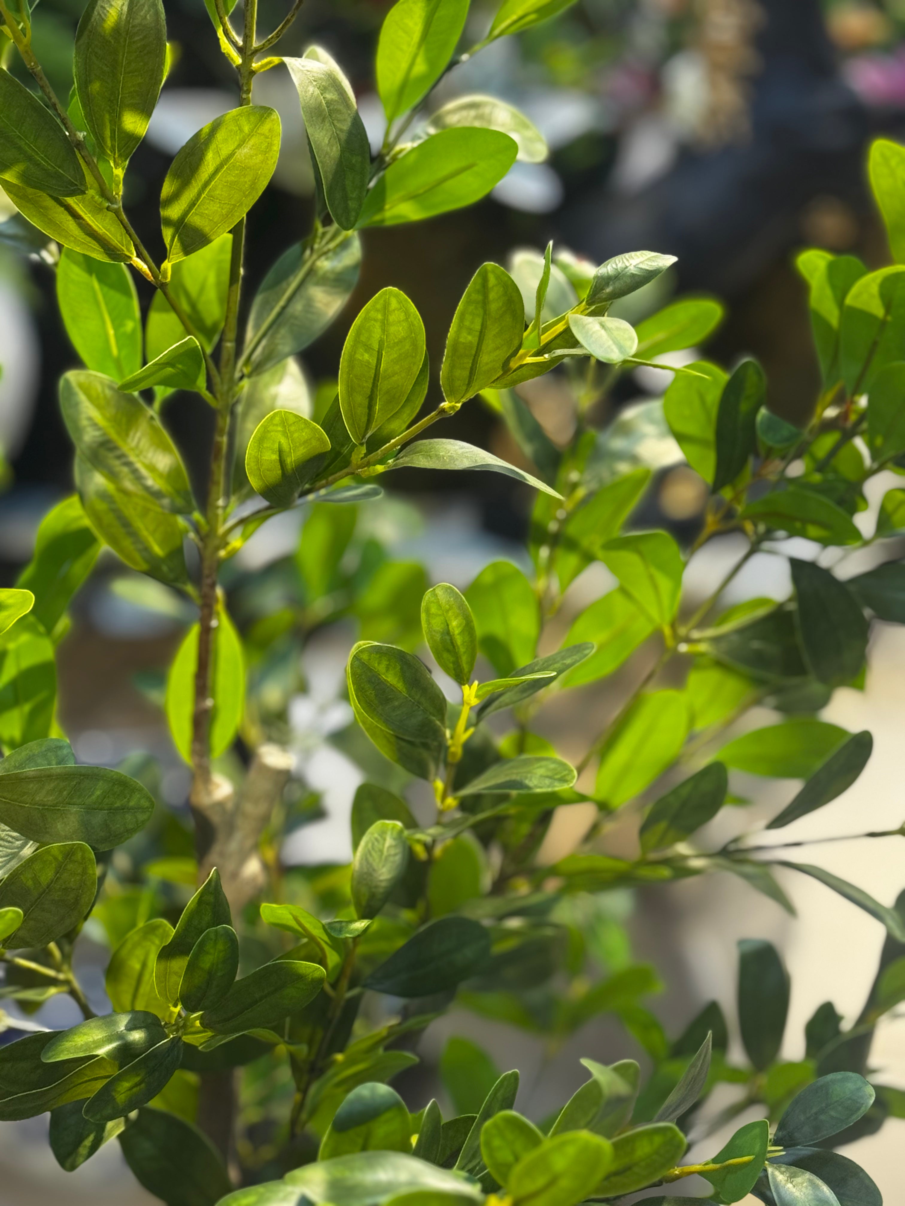 Artisanal Ficus m Floor Tree – Lifelike Mediterranean Greenery