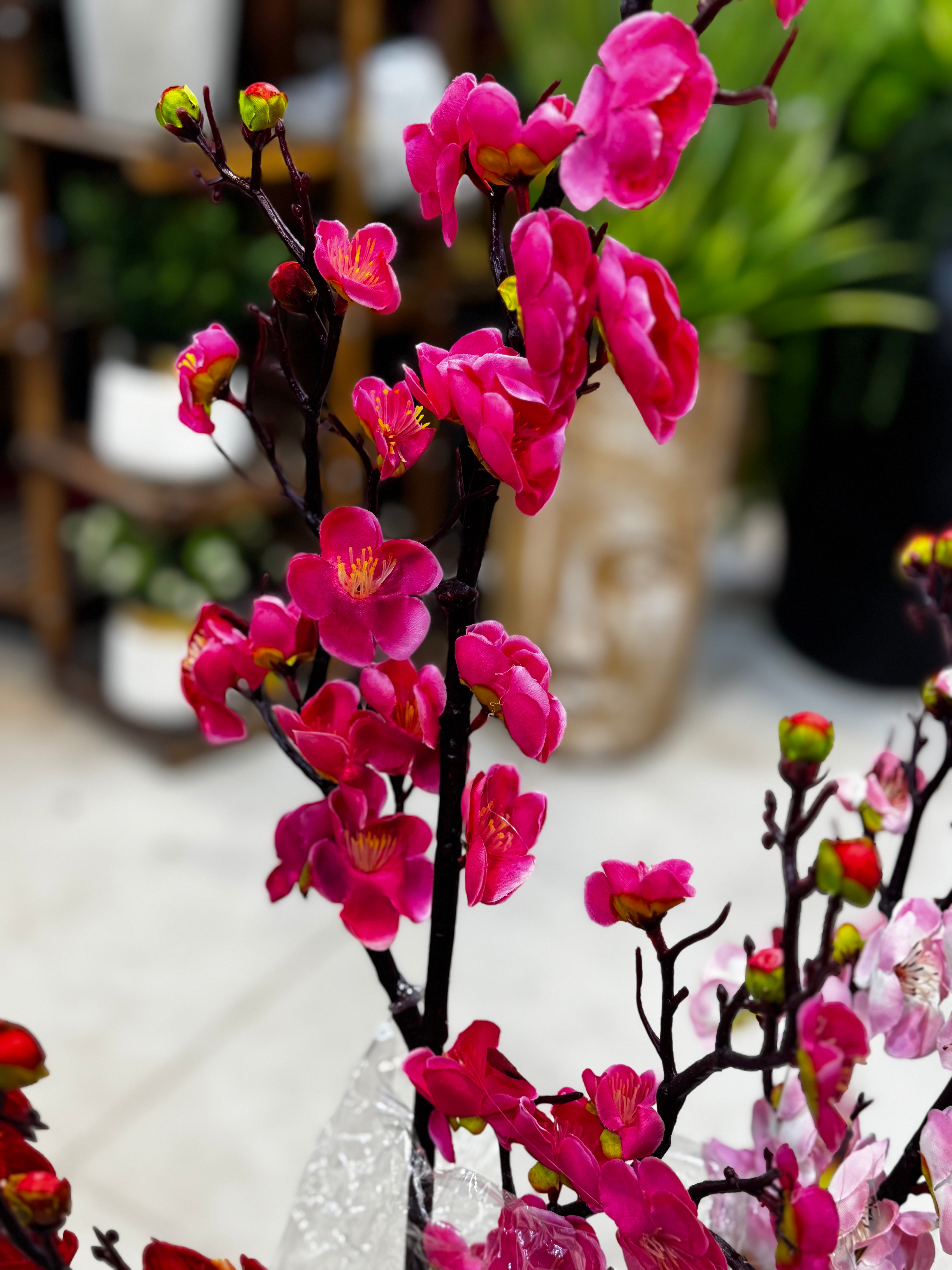 Premium cherry blossom