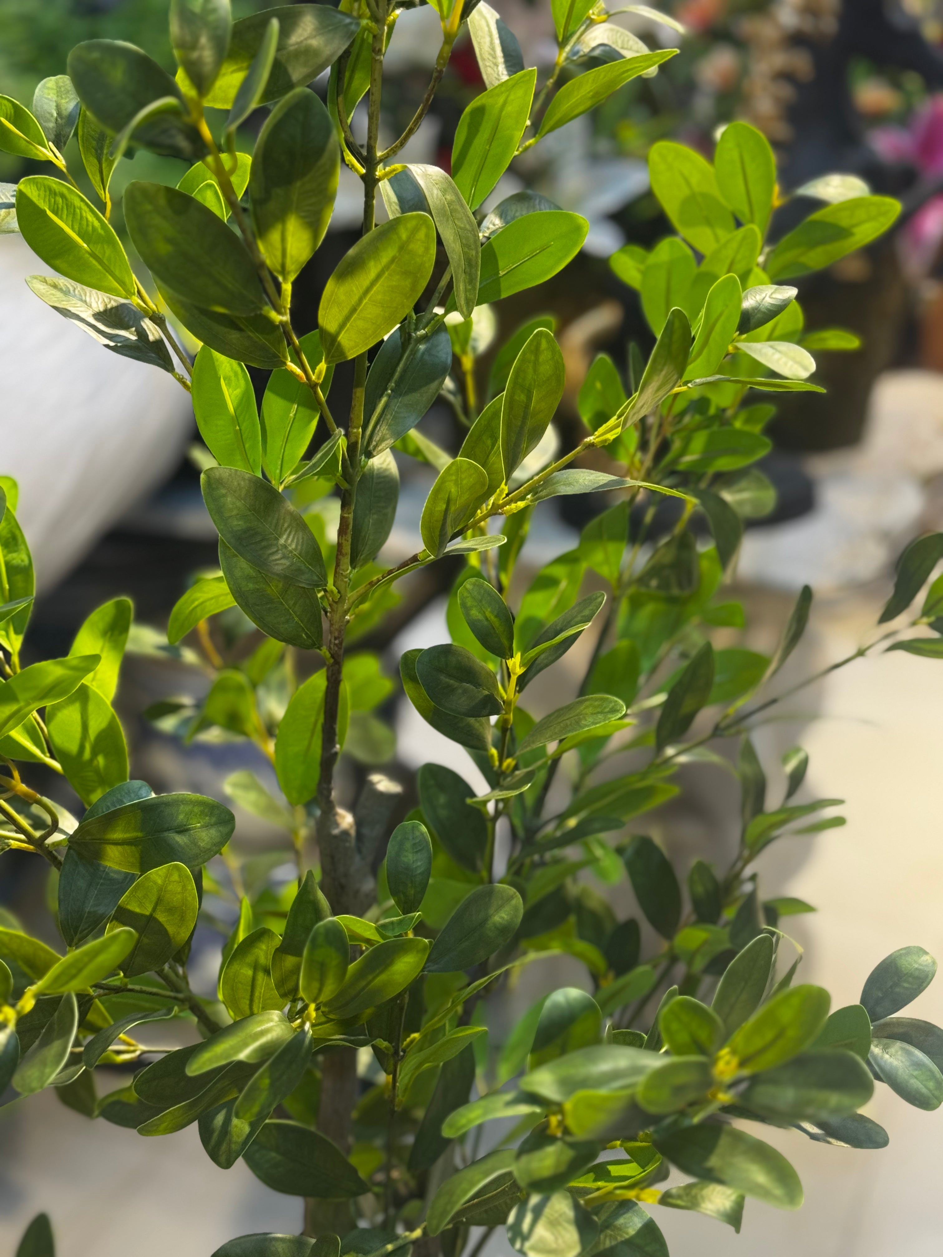 Artisanal Ficus m Floor Tree – Lifelike Mediterranean Greenery