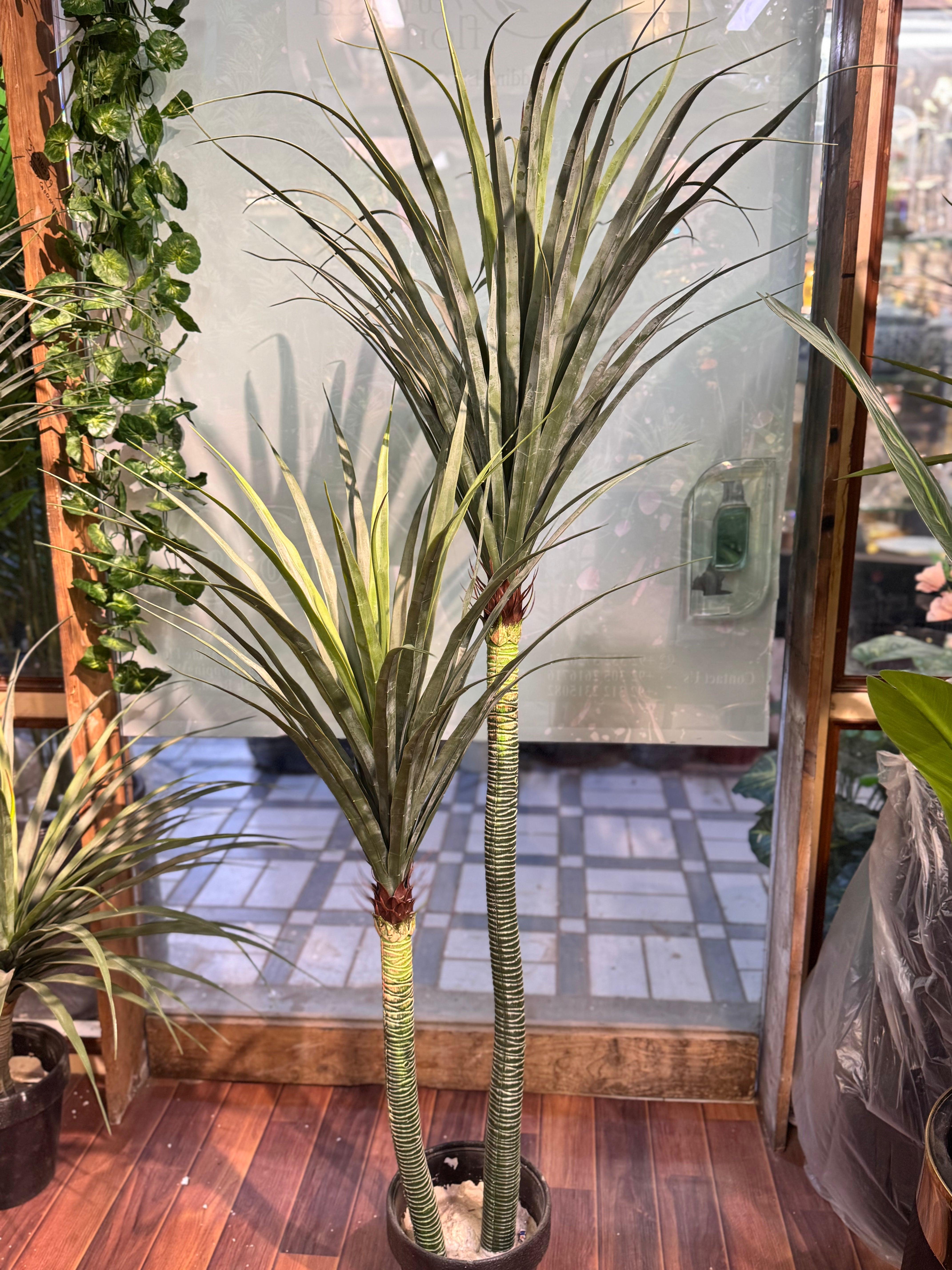YUCCA Plants