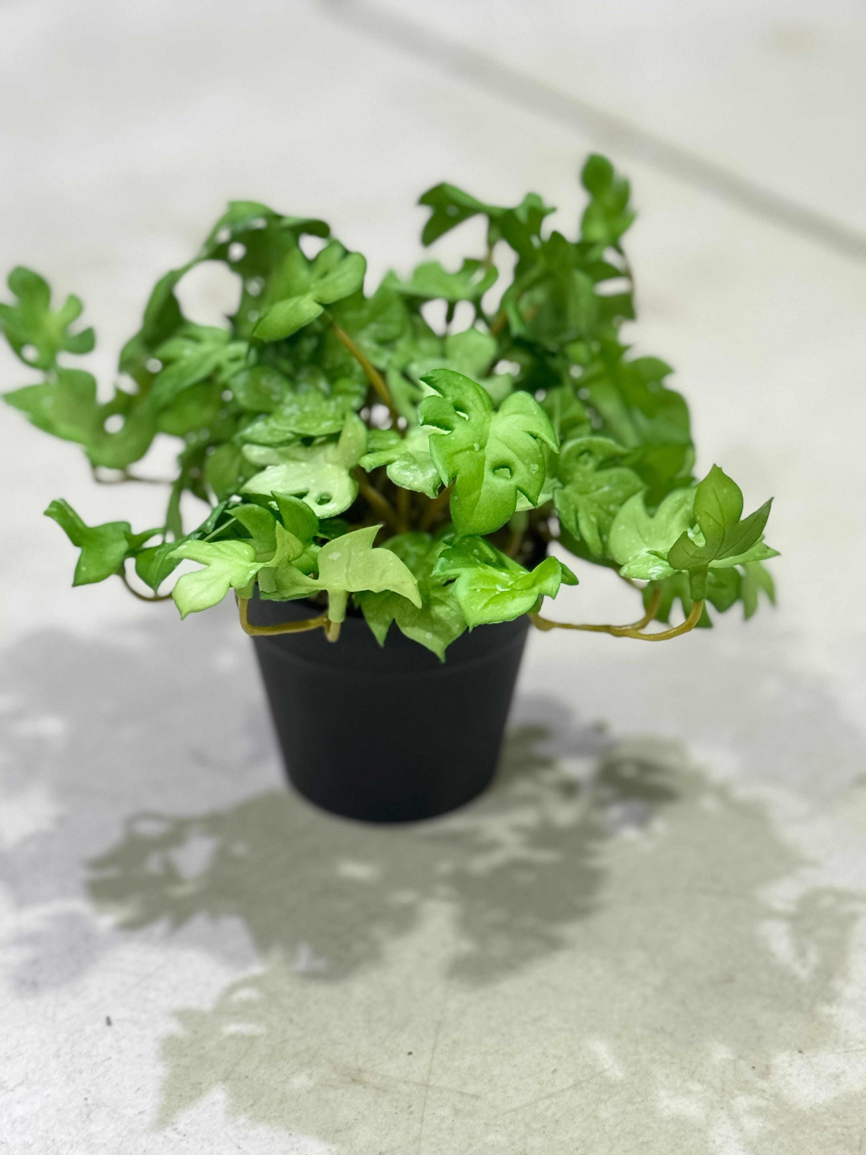 Elite succulents plants