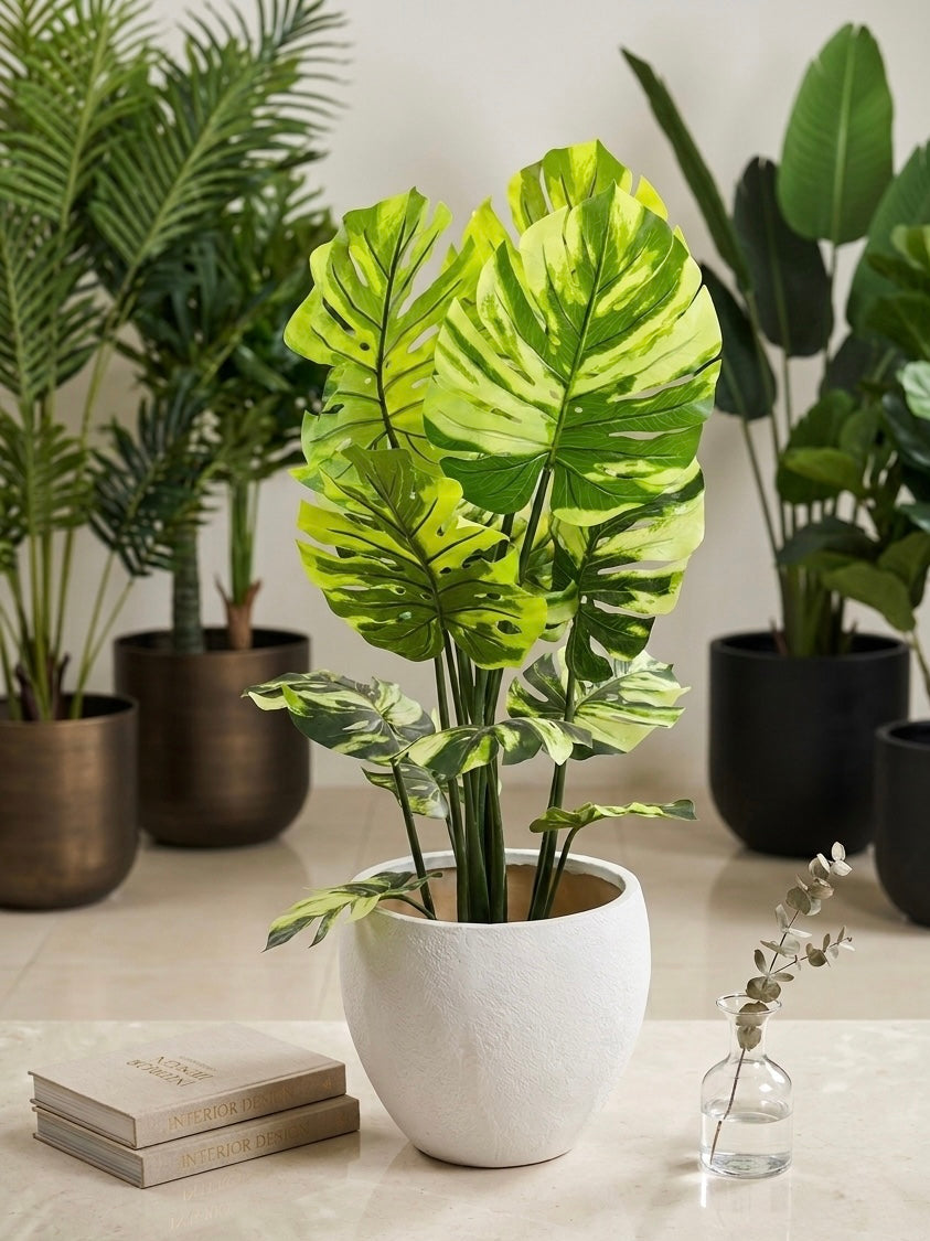 Alba Monstera with Monstera
