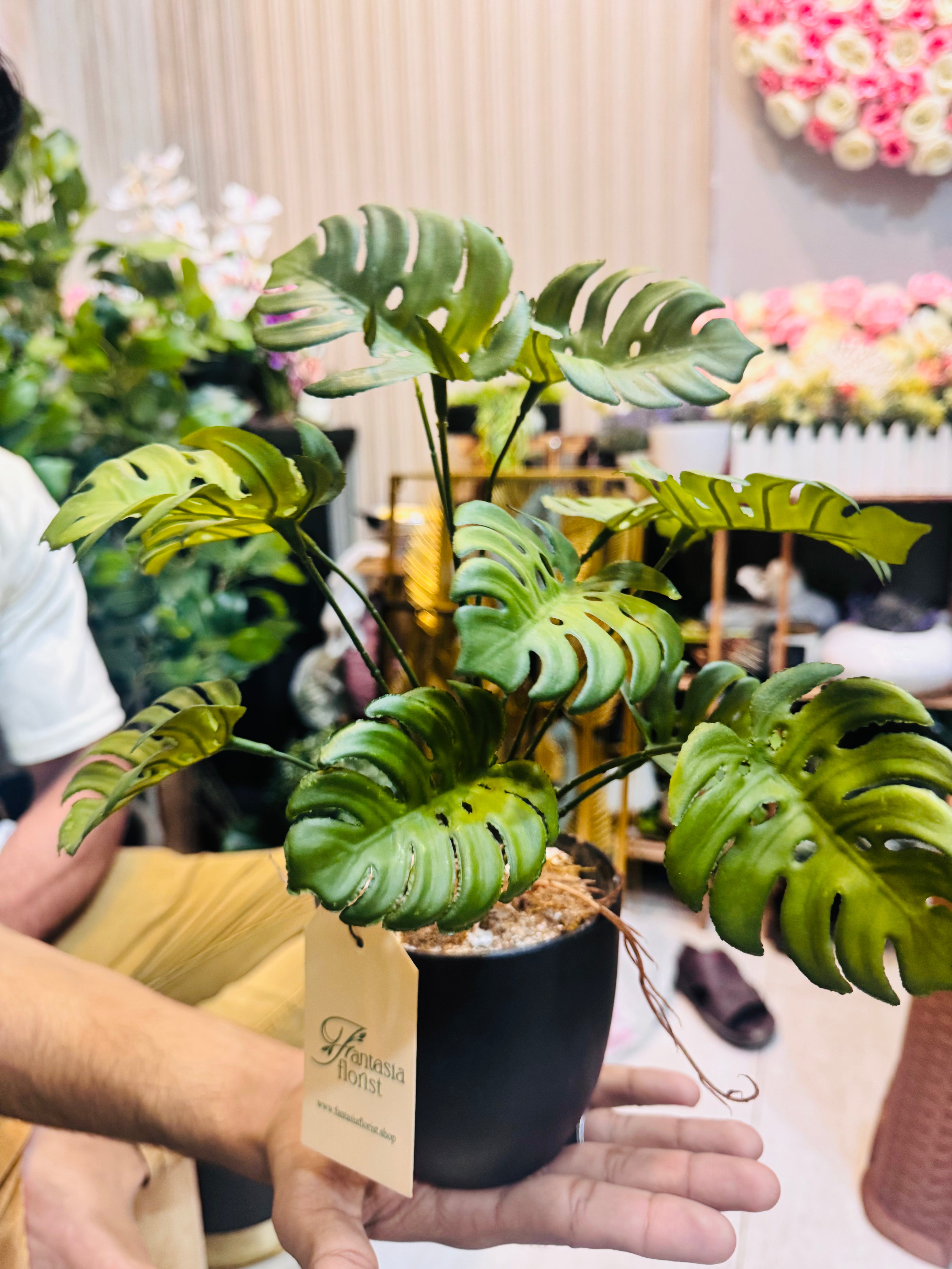Small Pot Monstera