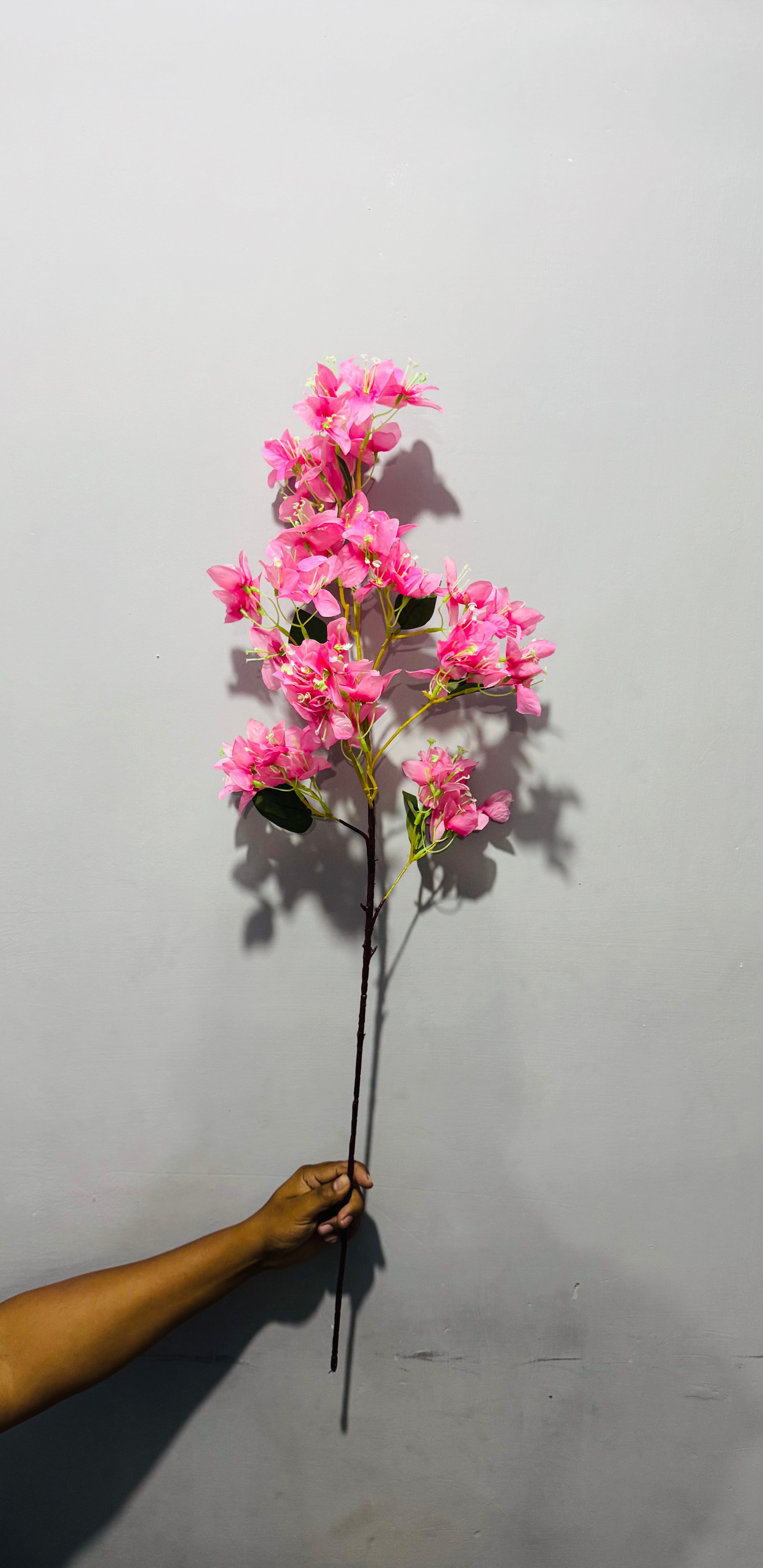 Bougainvilleas stems