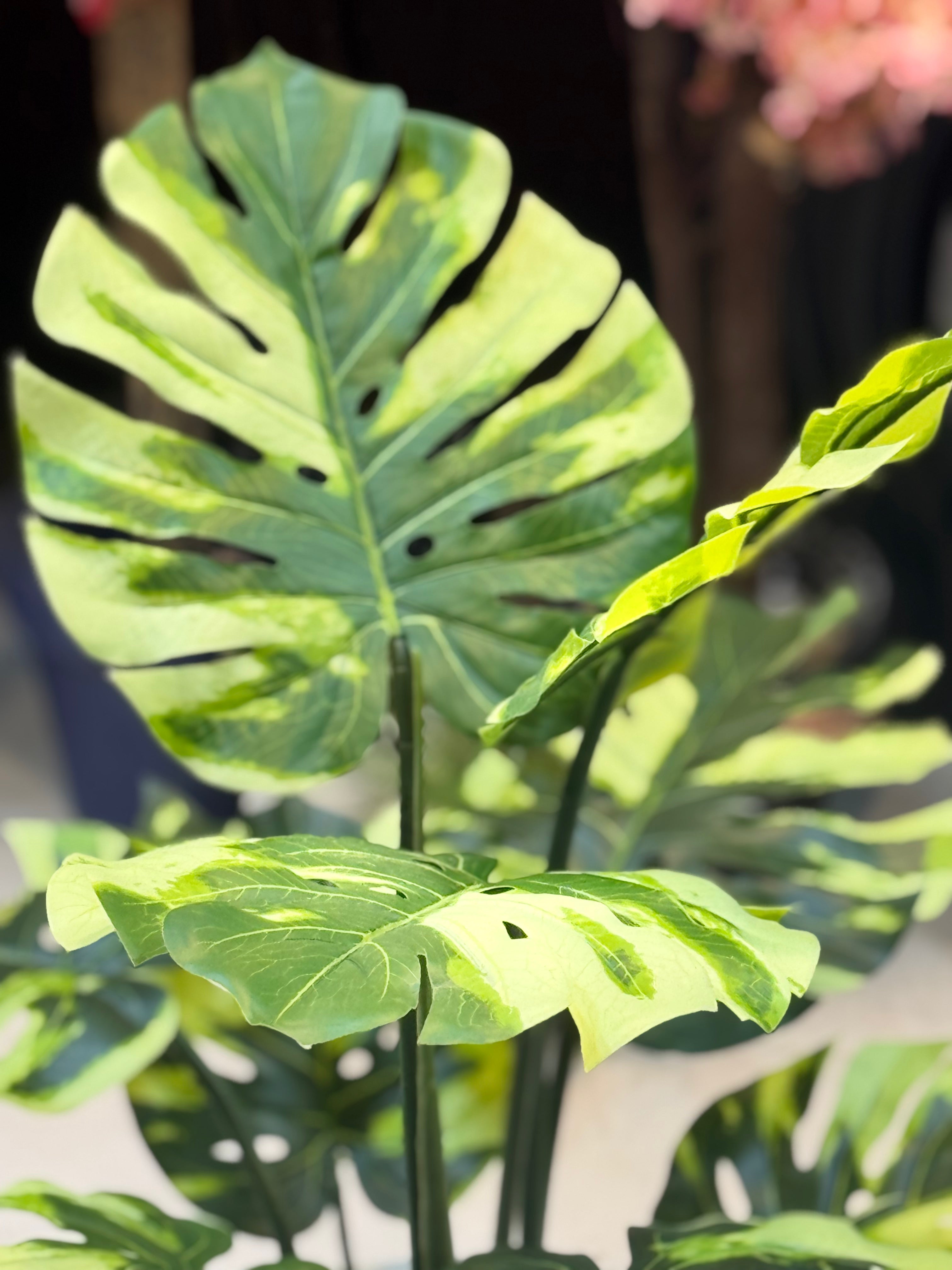 Premium Monstera plant