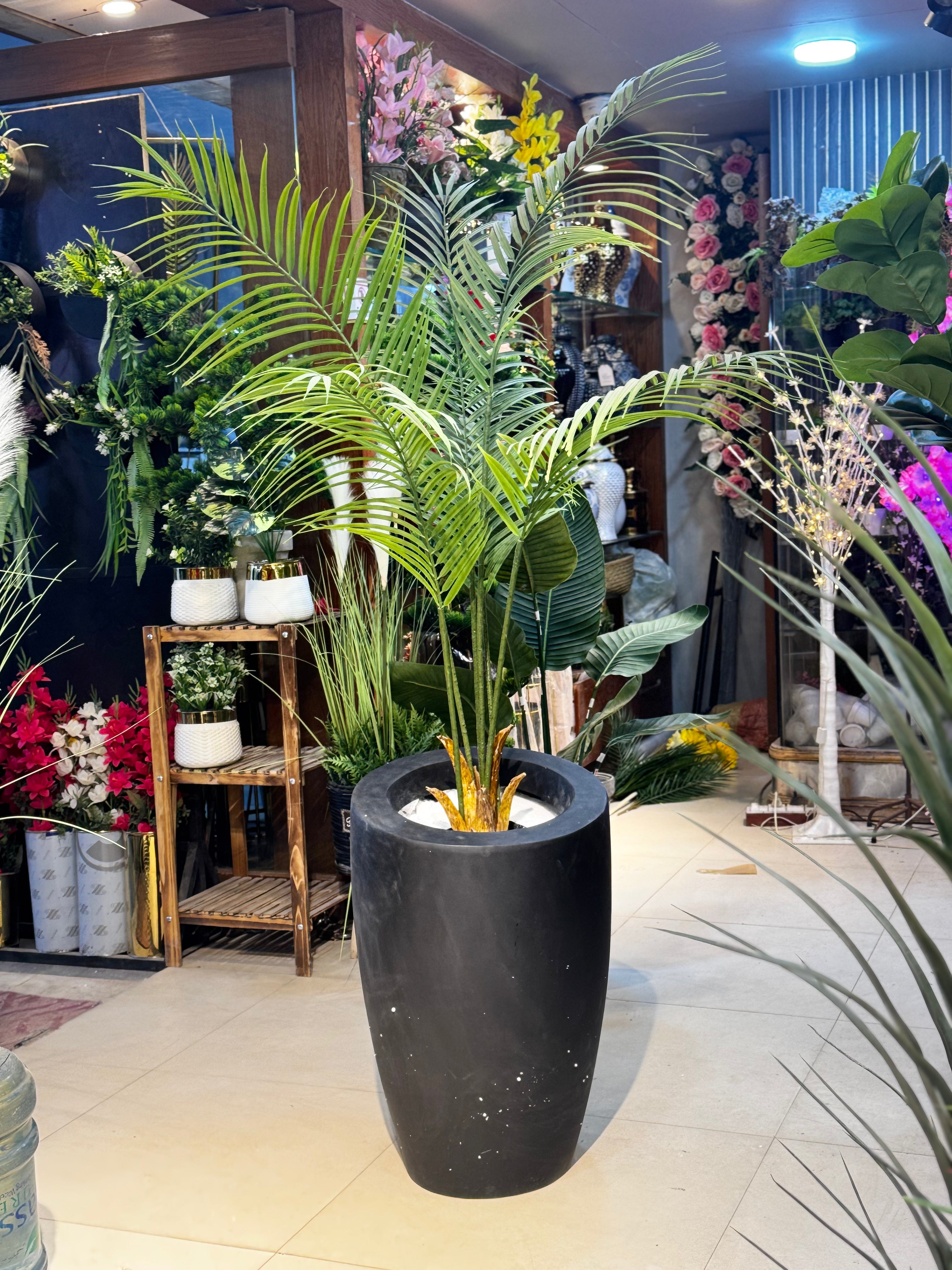 Premium Malaysian Palm with planter
