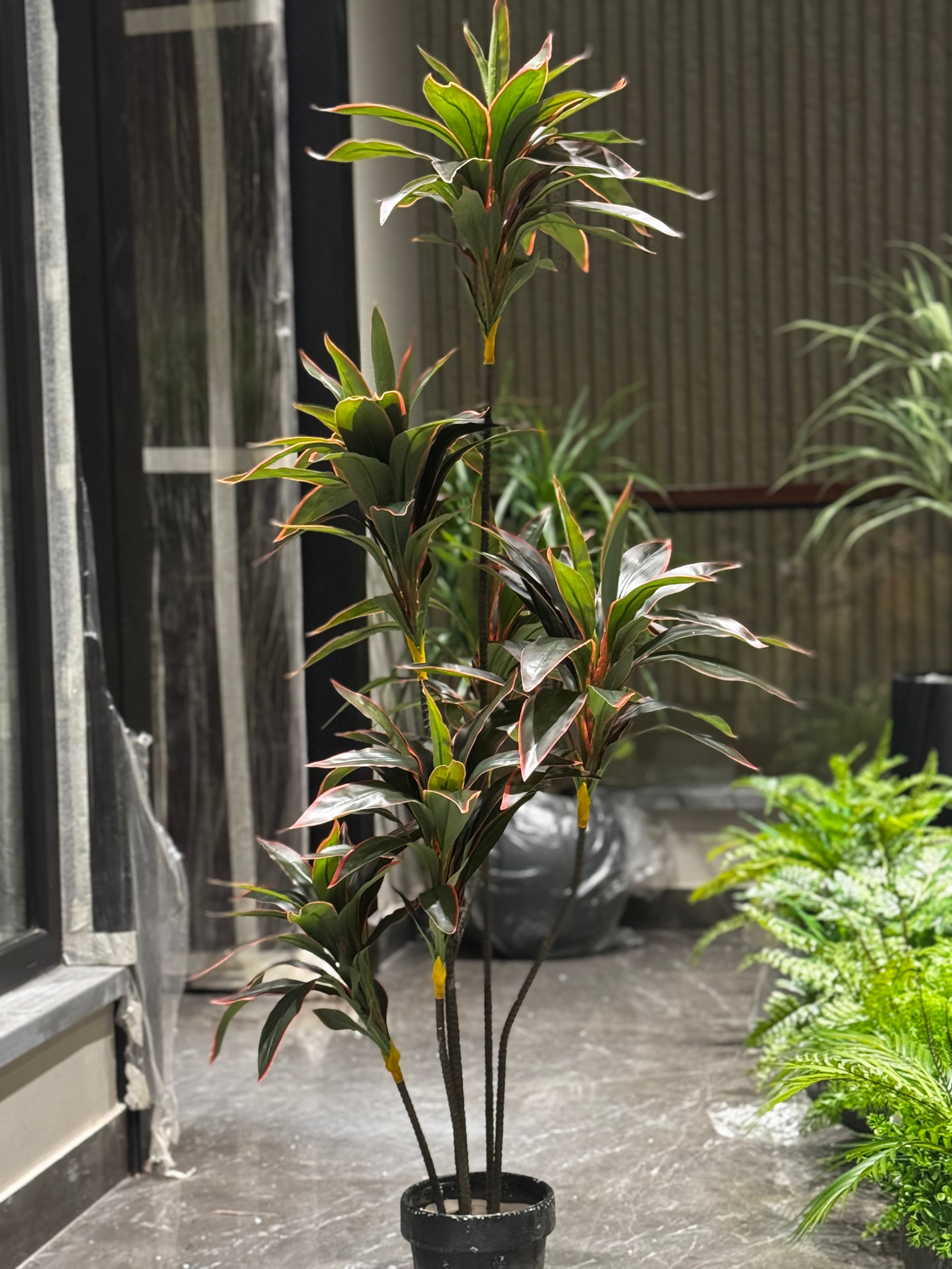 Premium Dracaena with Sphere planter