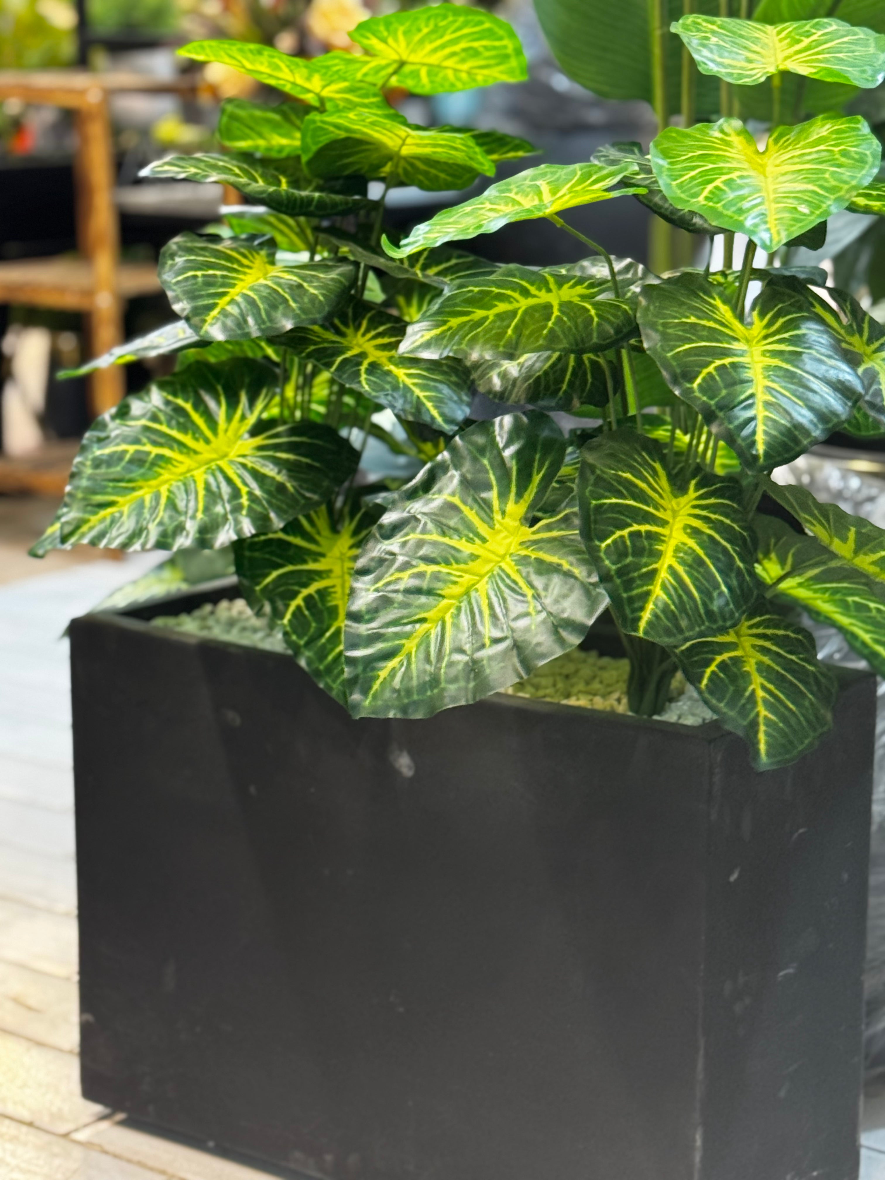 Elephant Ear Plant With horizontal Planter