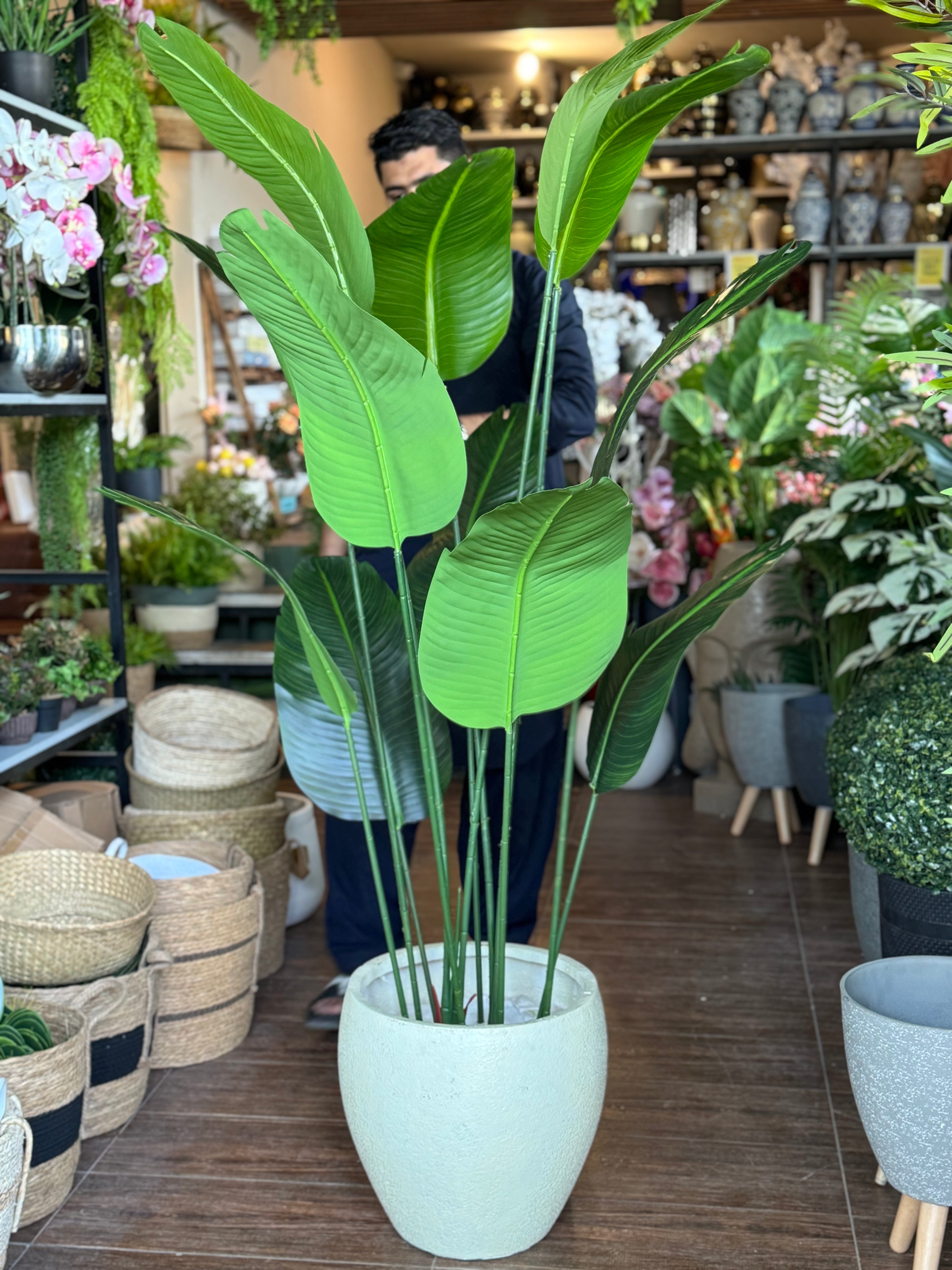 New-Premium Banana plant