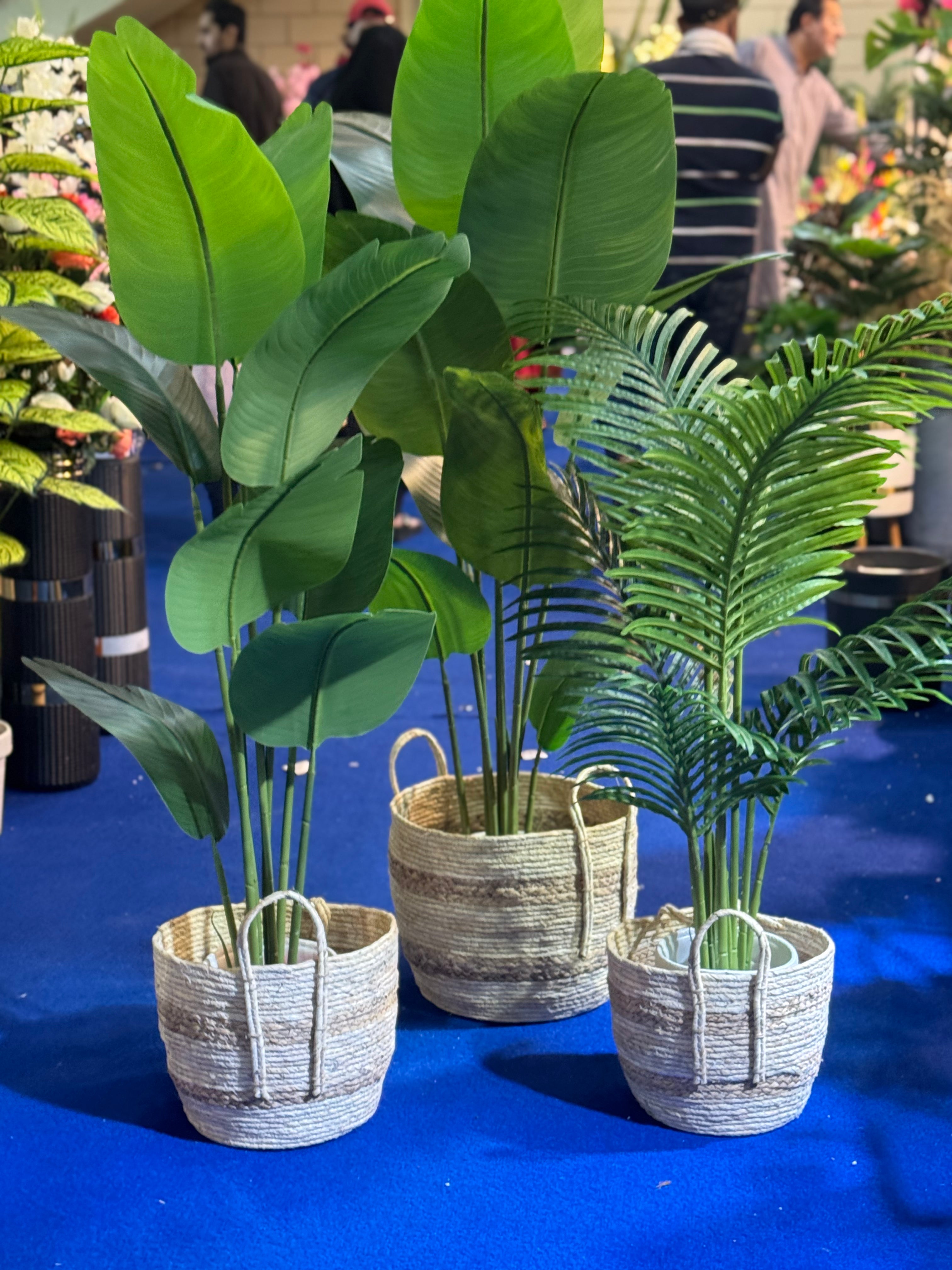 CANE PLANTER SET WITH PLANTS