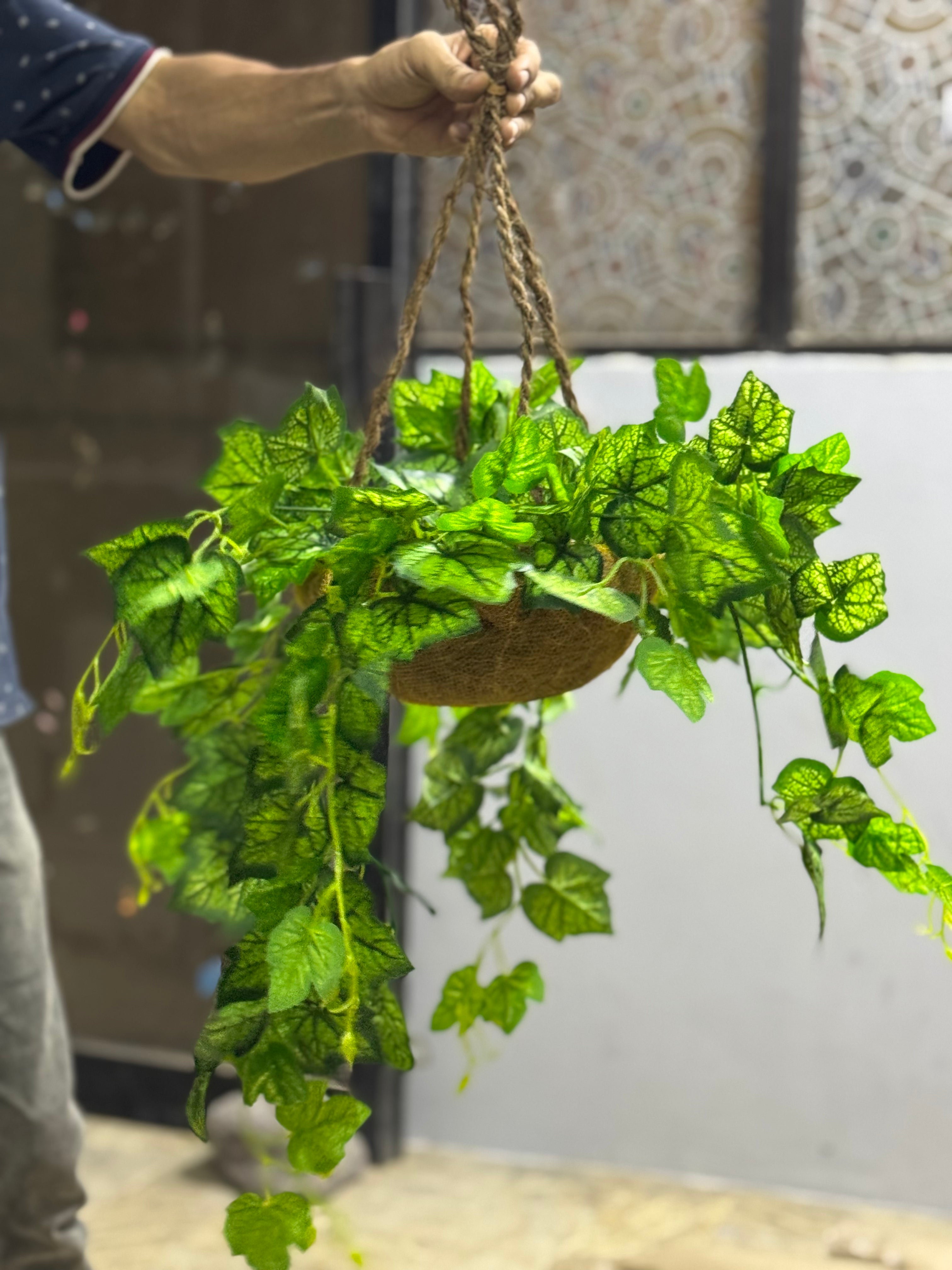 Ivy Hanging Basket