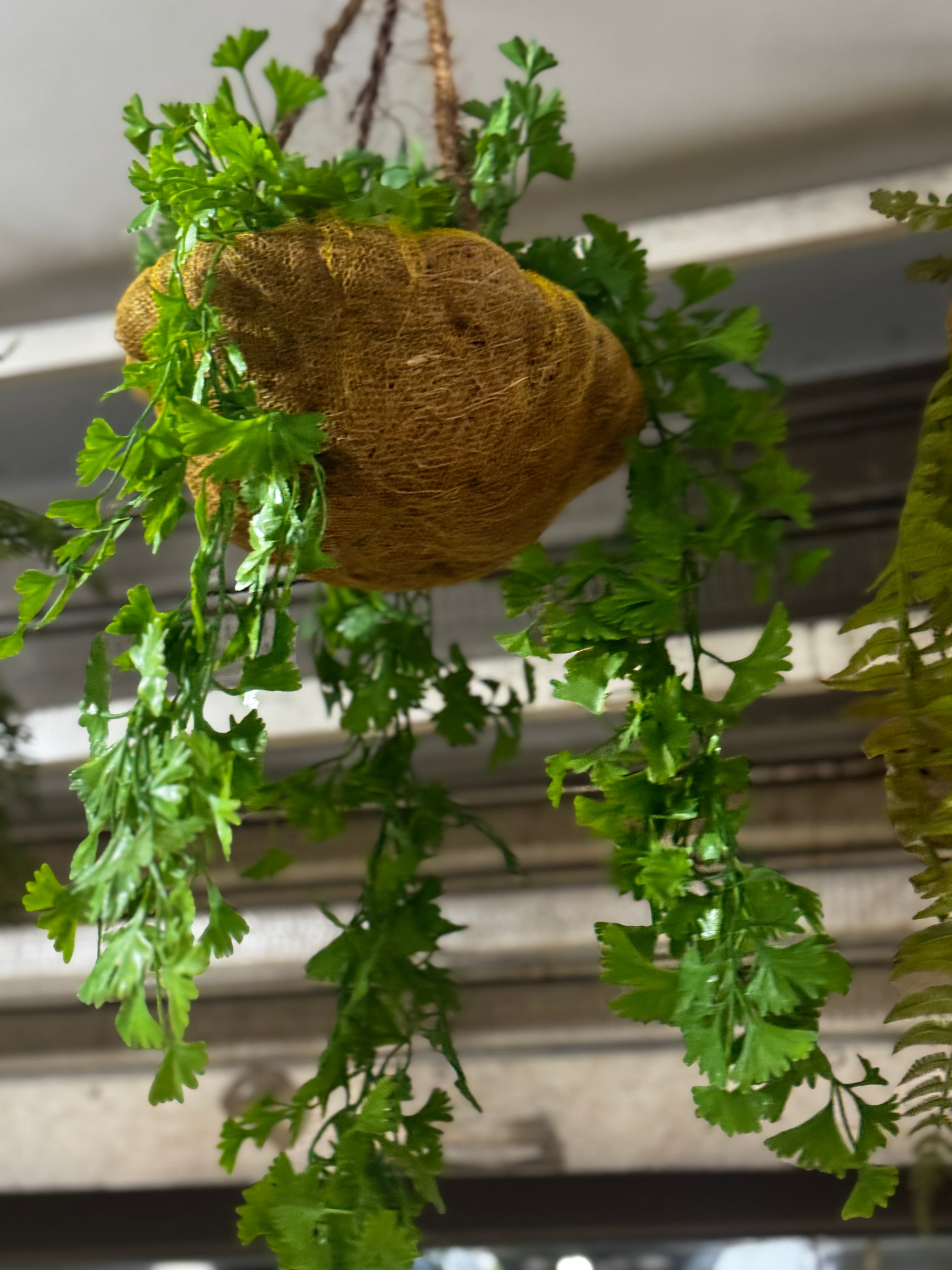 Premium hanging baskets