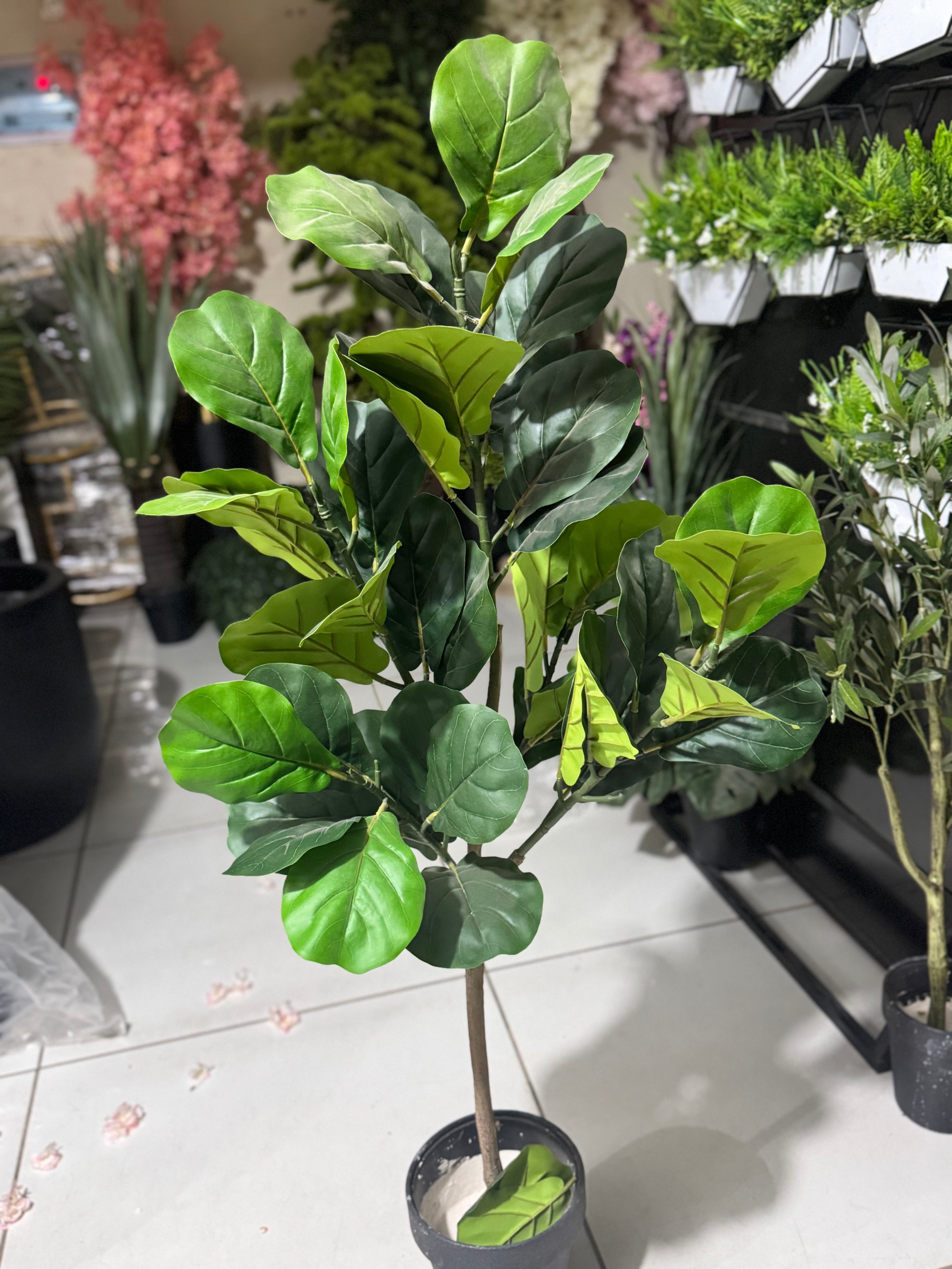 Premium Fiddle fig tree