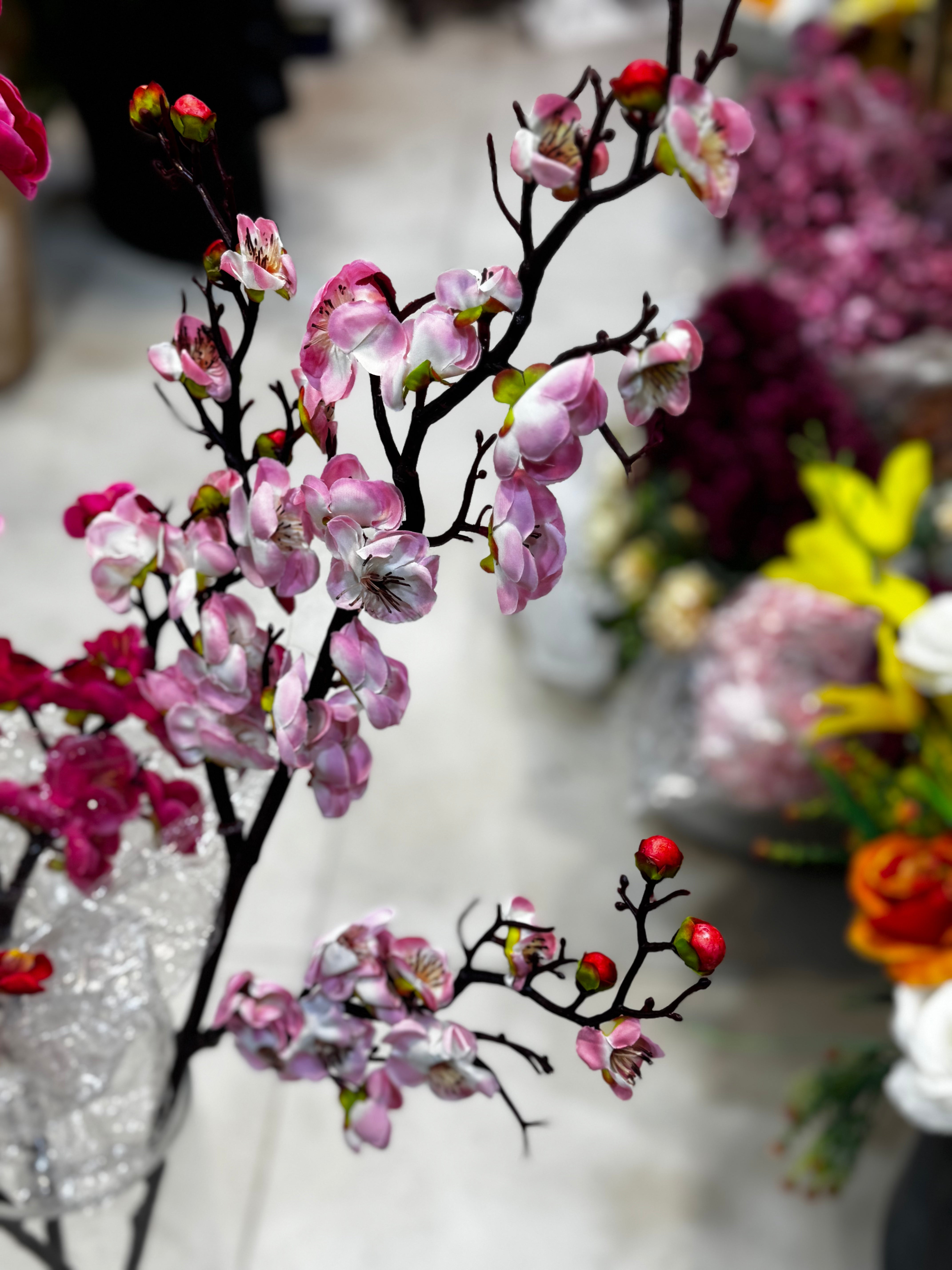 Premium cherry blossom
