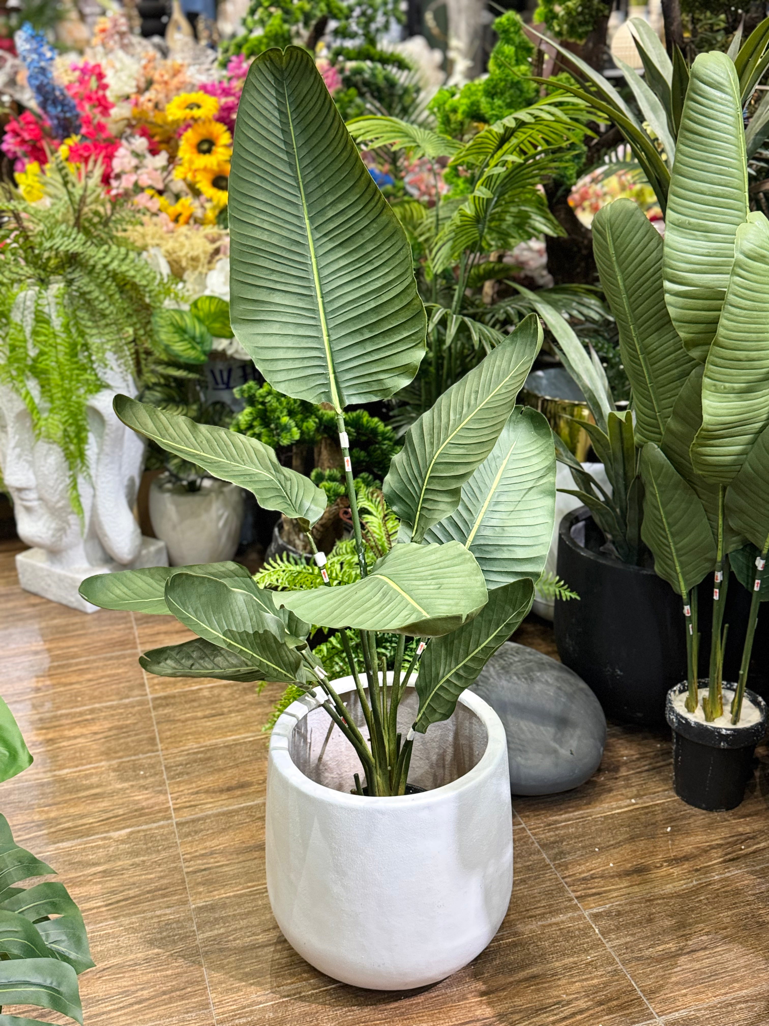 Hyper-Realistic Banana palm