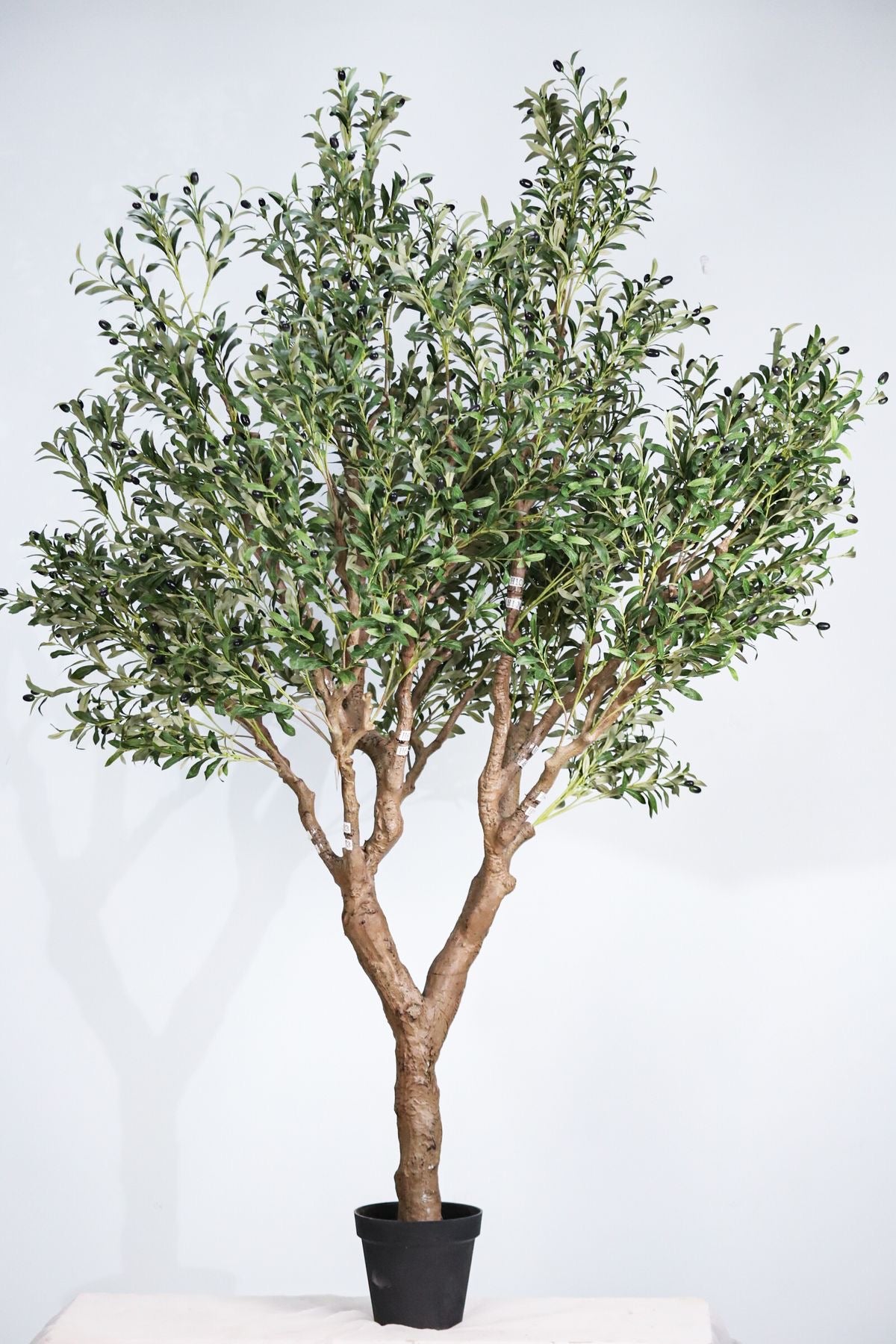 MAJESTIC OLIVE TREE