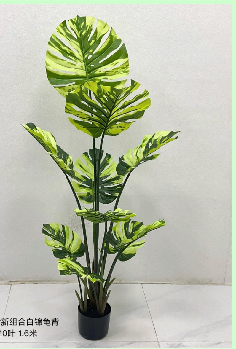 Premium Monstera plant