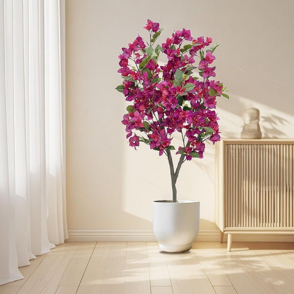 Bougainvillea Plant Premium