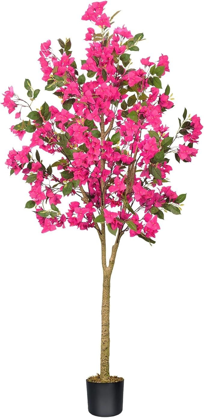 Bougainvillea Plant Premium