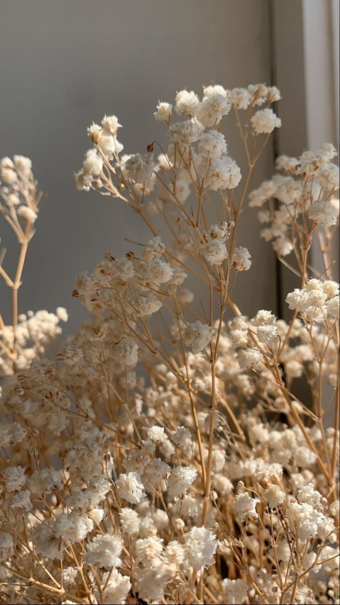 PREMIUM Dried Babybreaths Pack