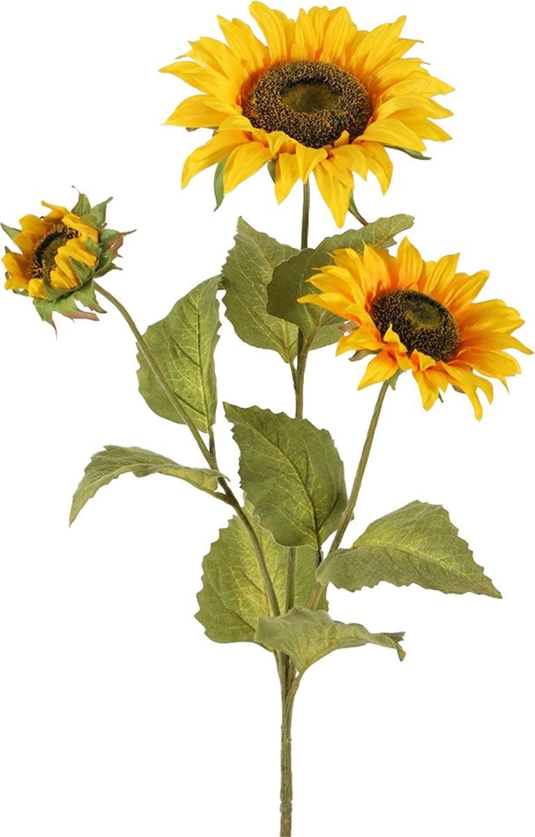 Premium sunflower stems
