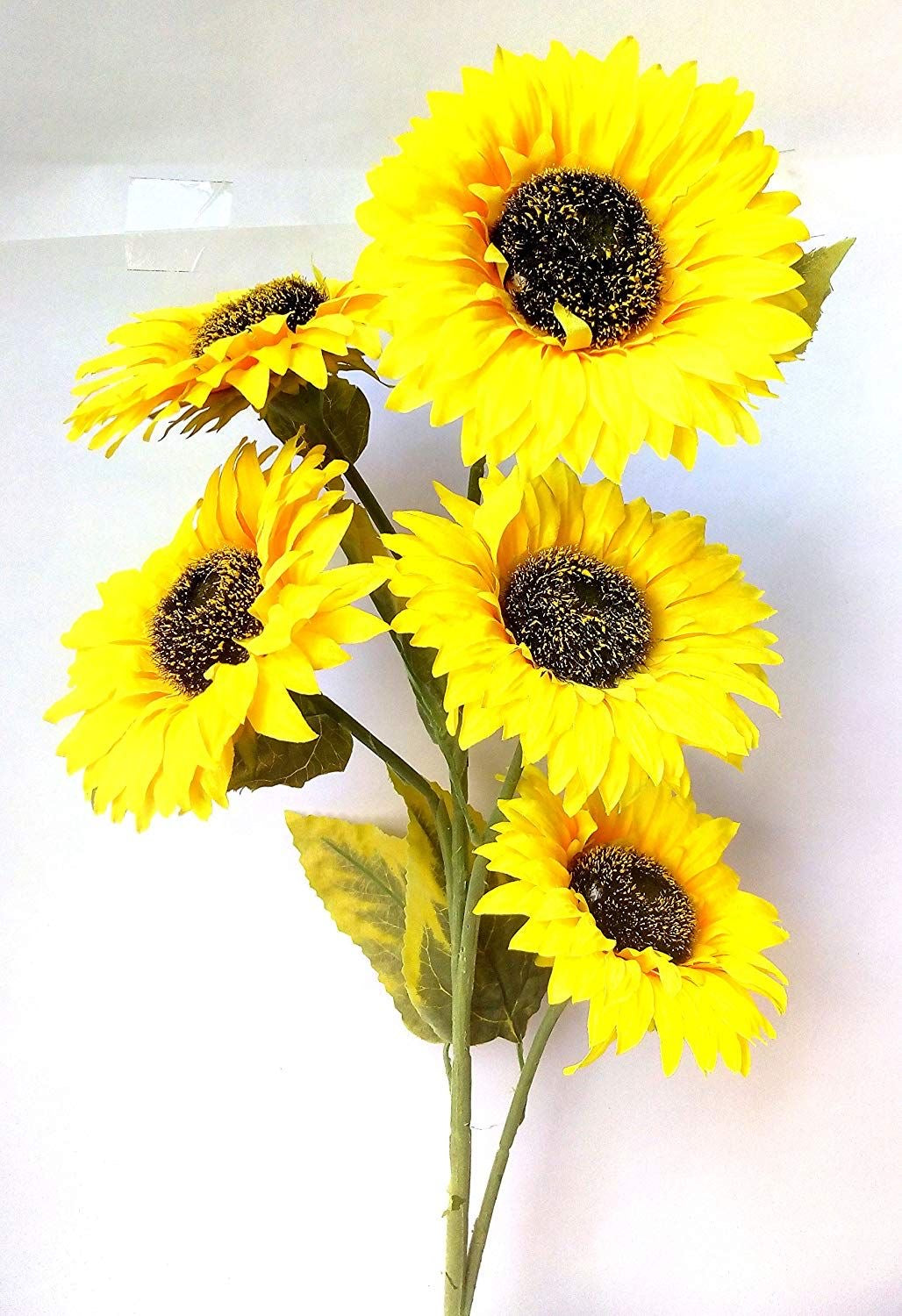 Premium sunflower stems