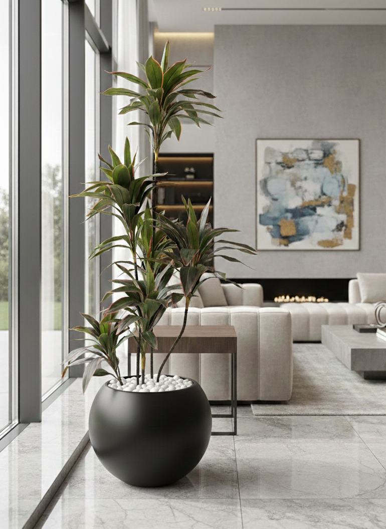Premium Dracaena with Sphere planter