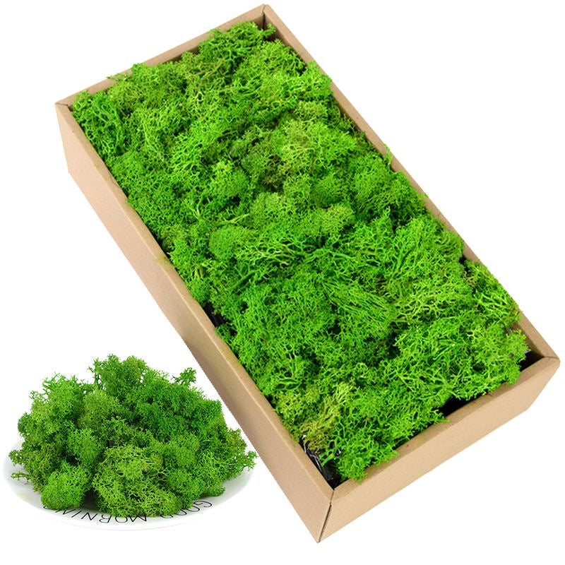 Natural Preserved -Moss