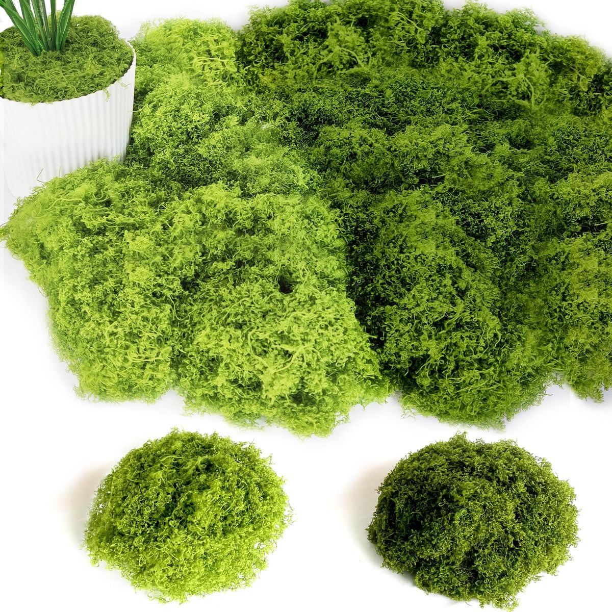 Natural Preserved -Moss