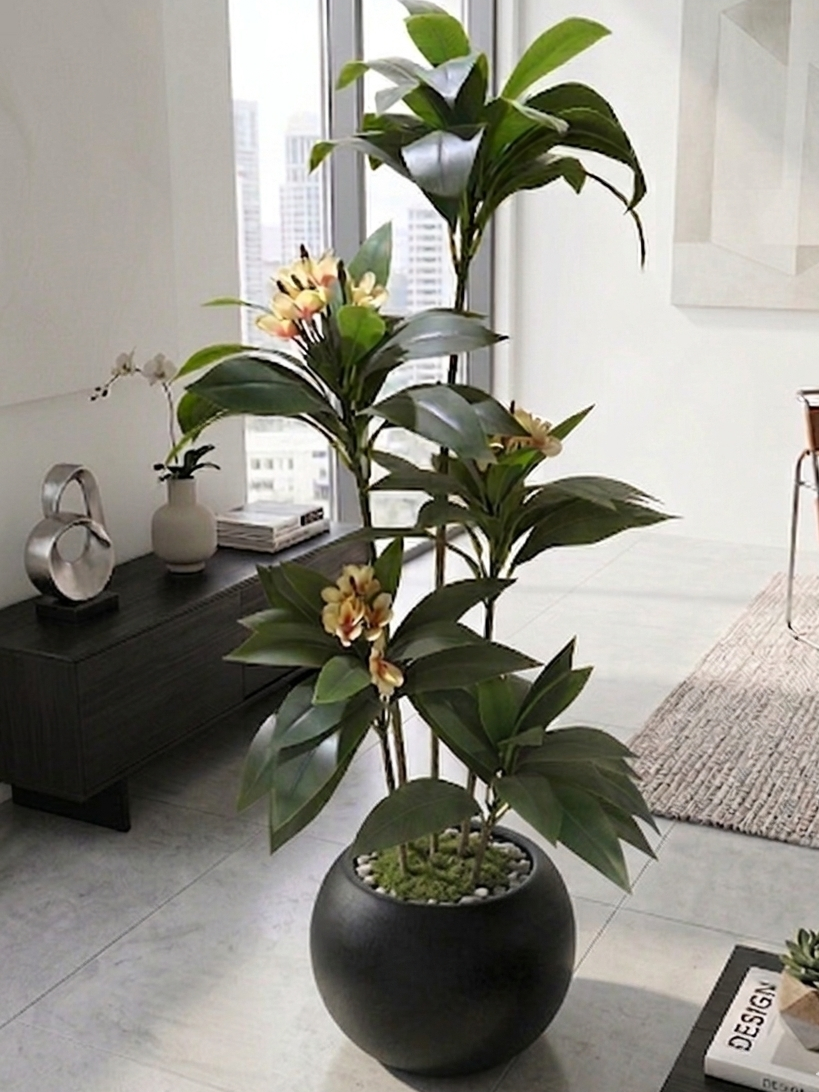 Tropical Plumeria plant