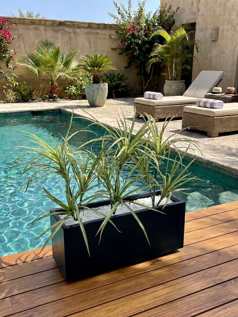 Premium Spider plant with horizontal planter