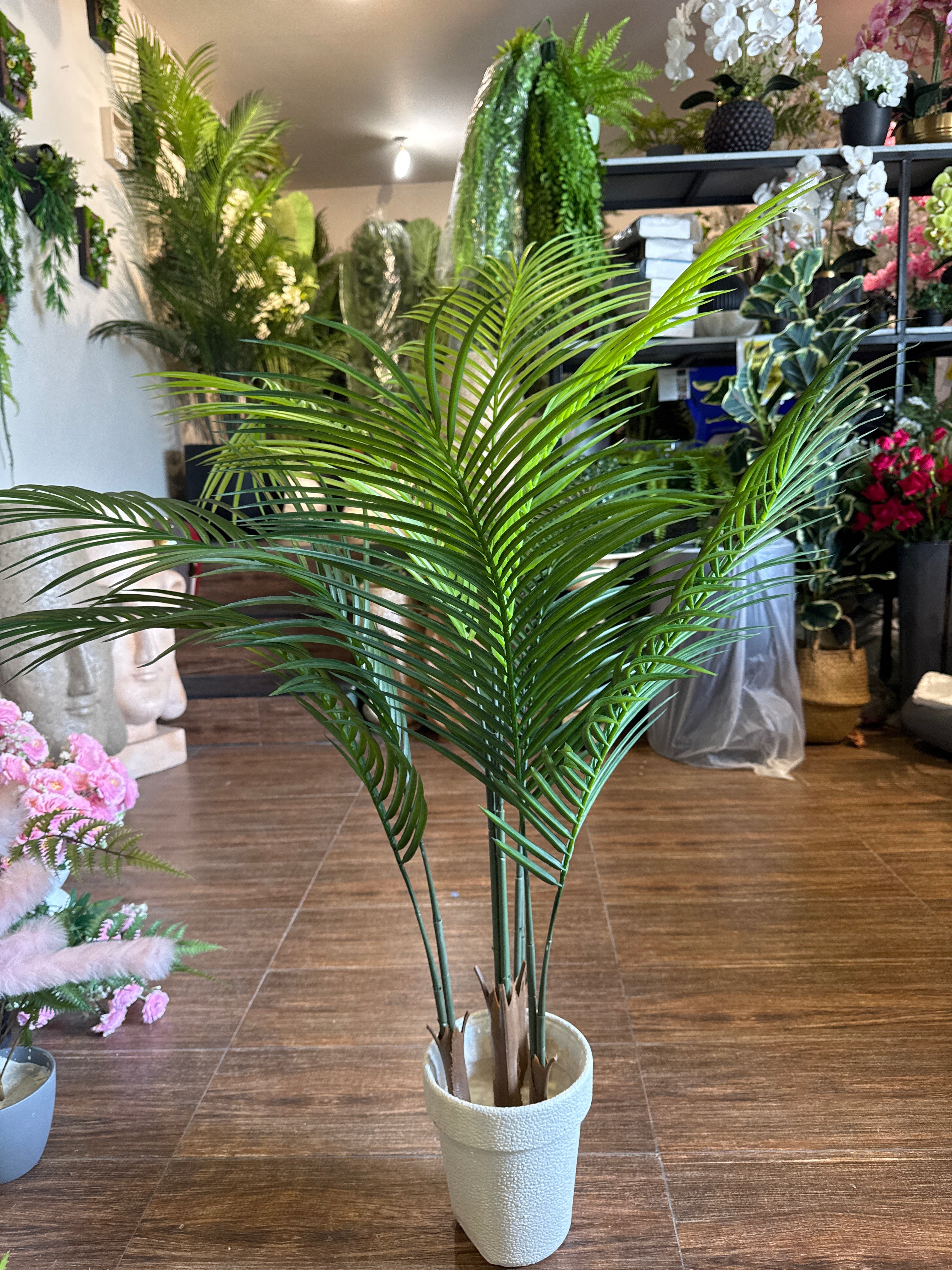Exclusive Cane palm