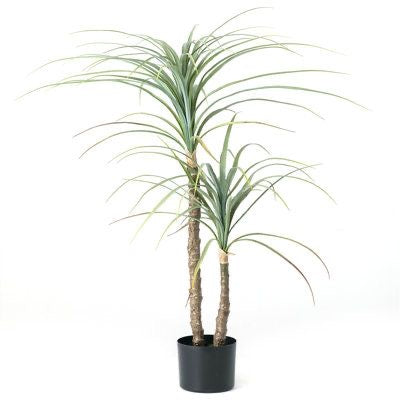 YUCCA Plants