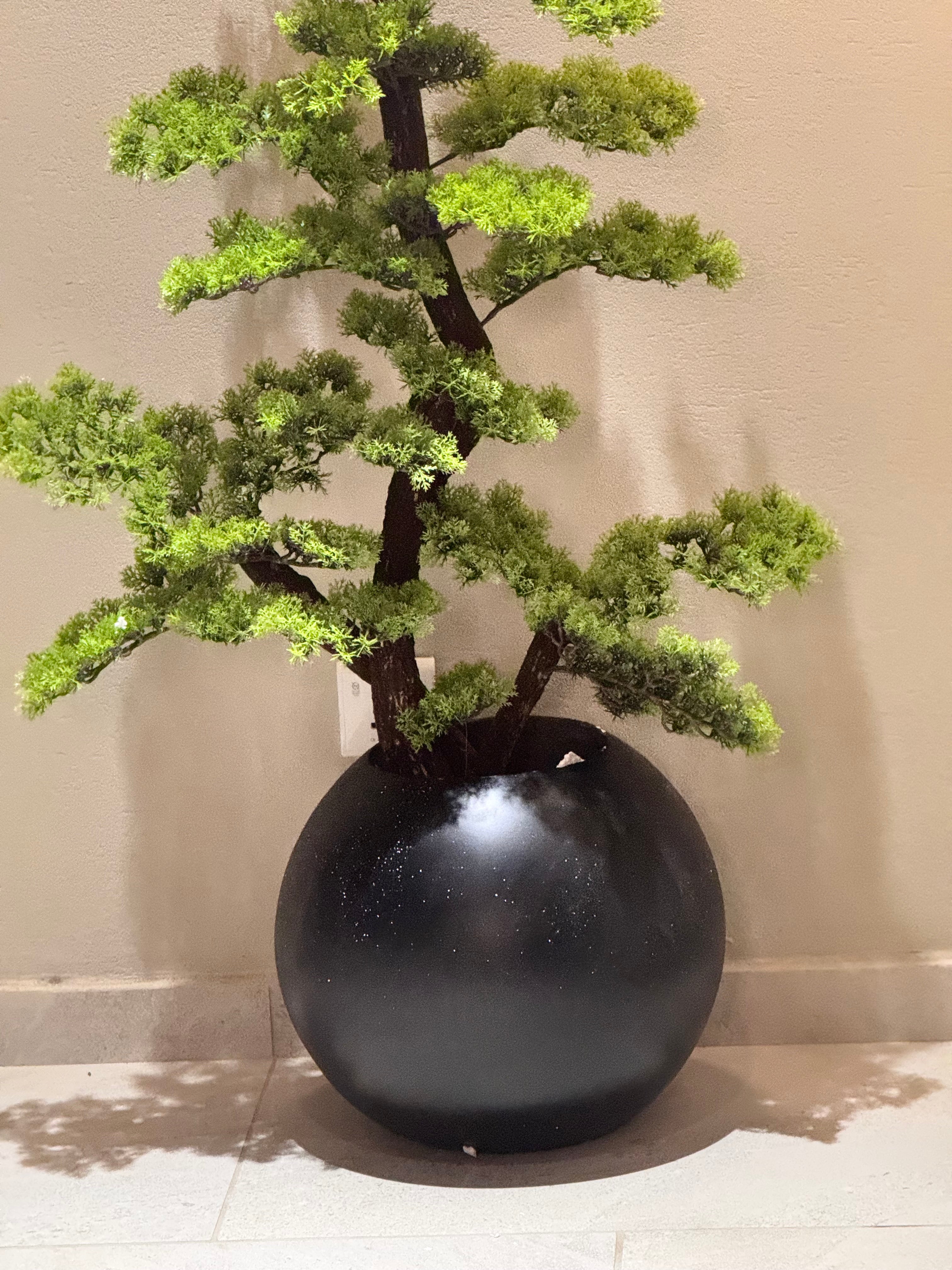 Exclusive bonzai with sphere planter