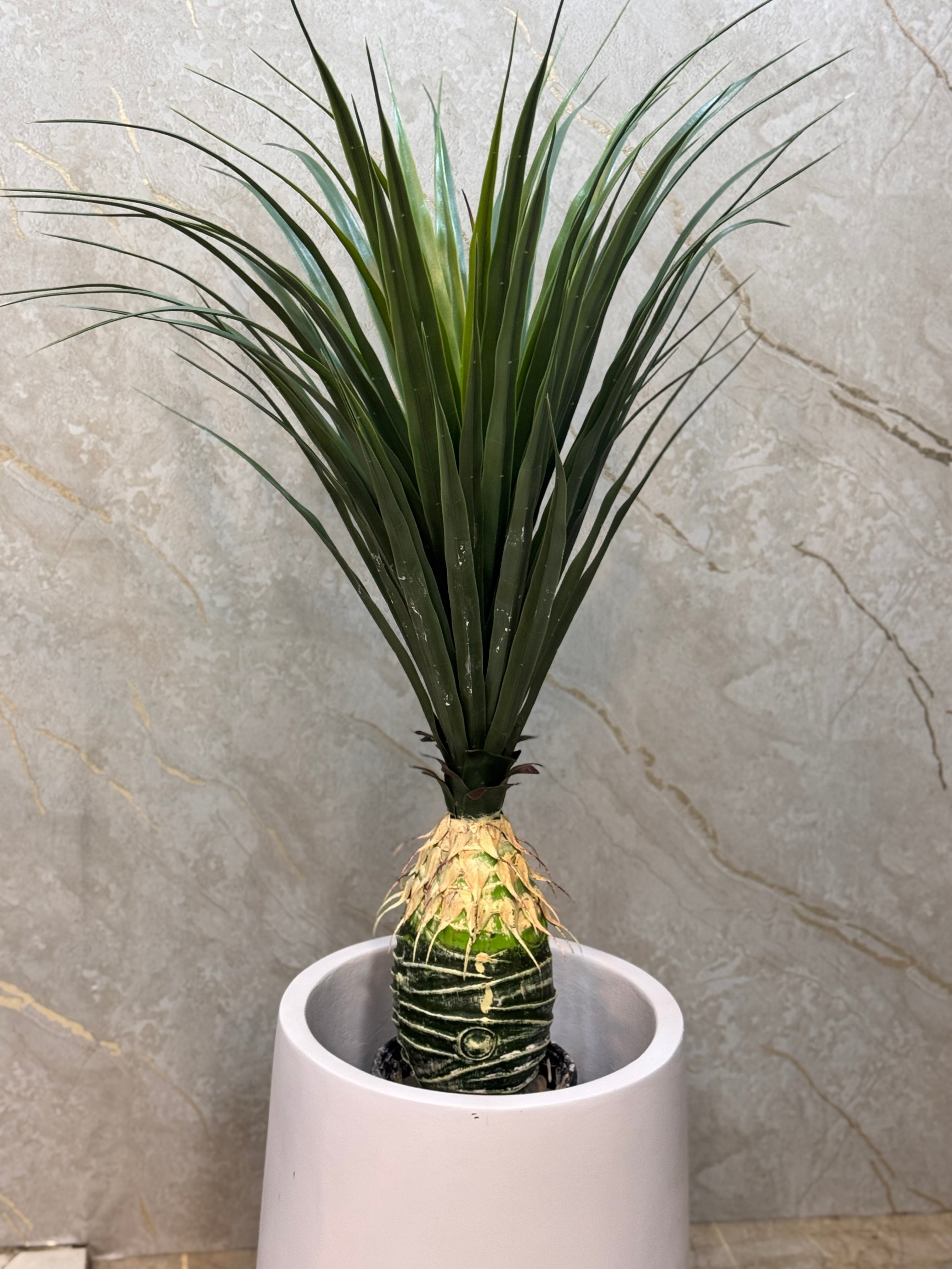 Exclusive Yucca plants with pot