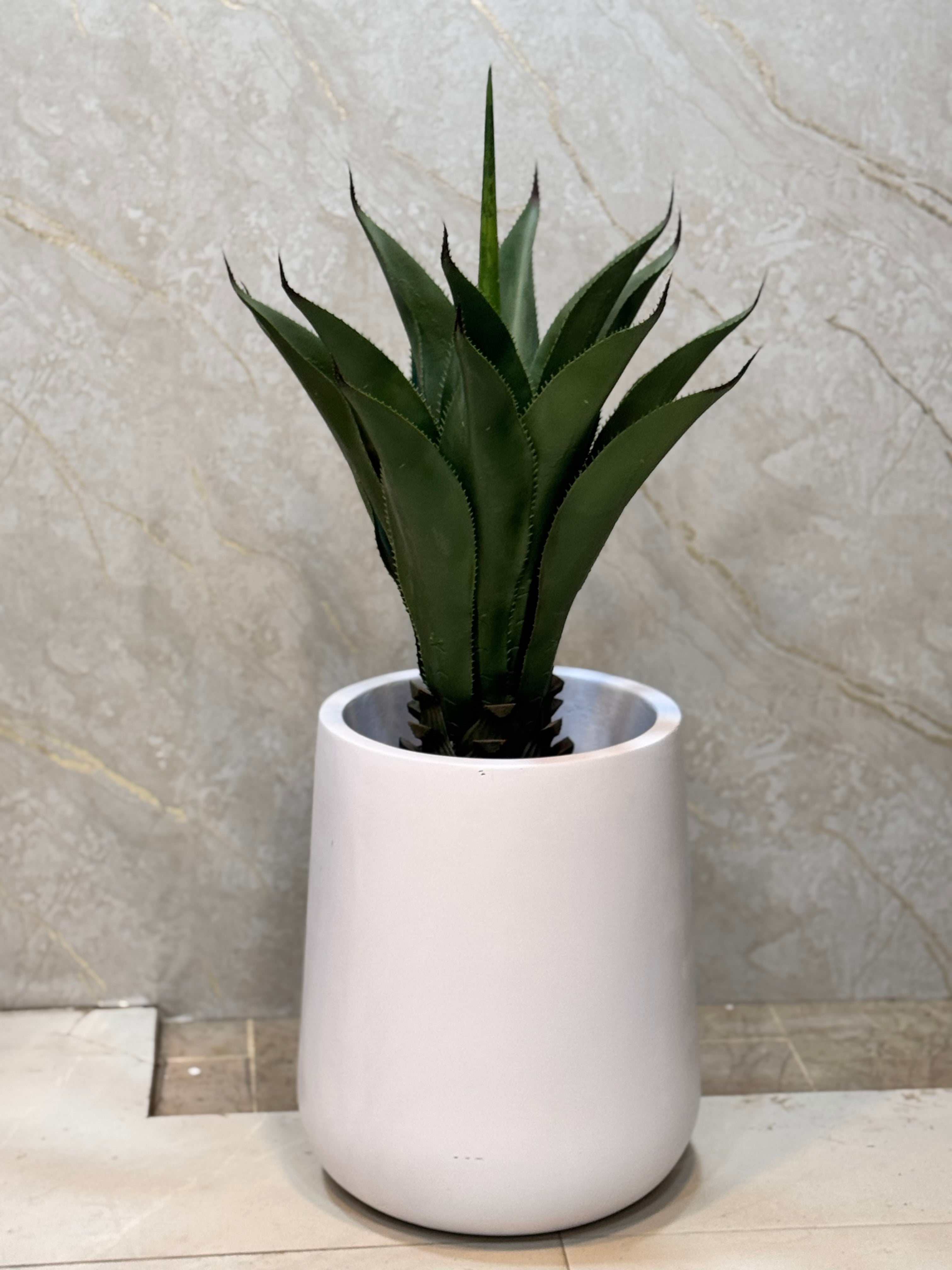 Exclusive Yucca plants with pot