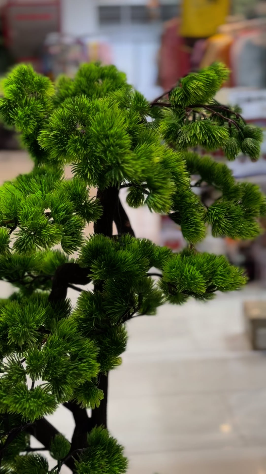 Exclusive bonsai tree