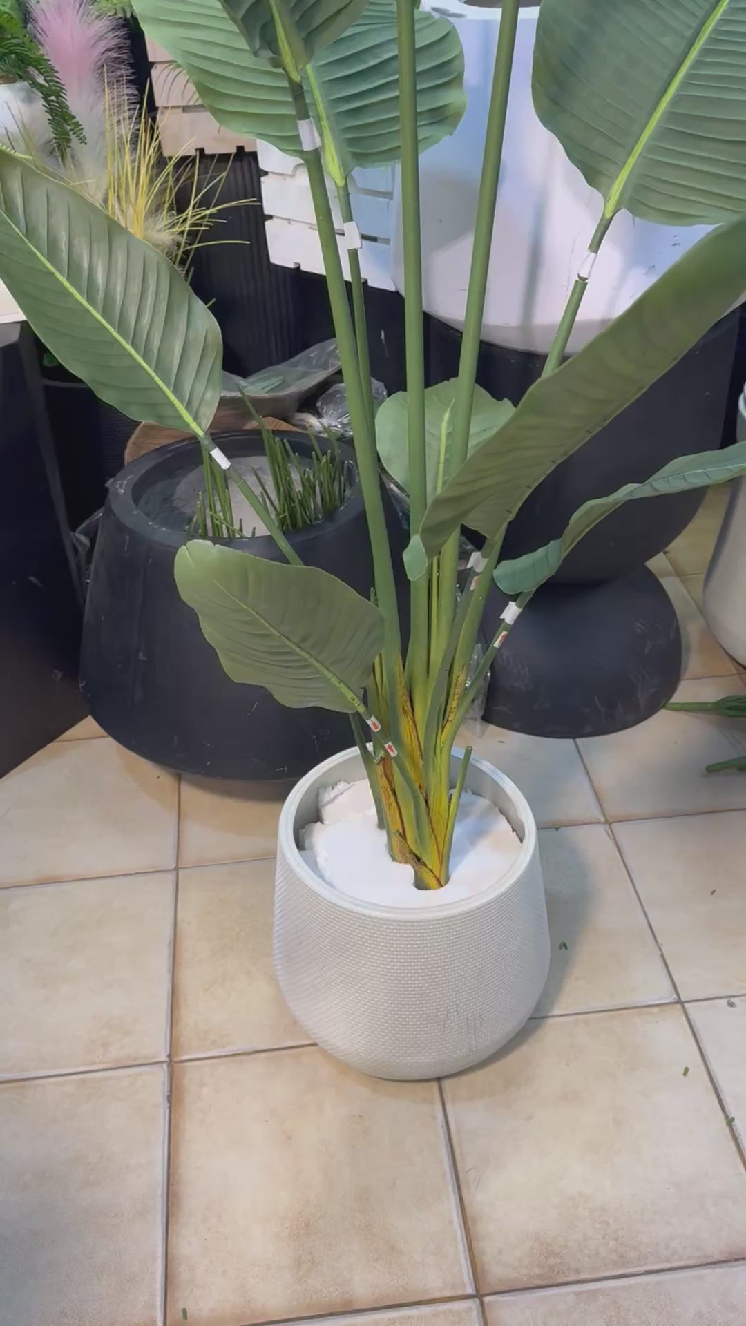 Hyper Realistic Banana Palm