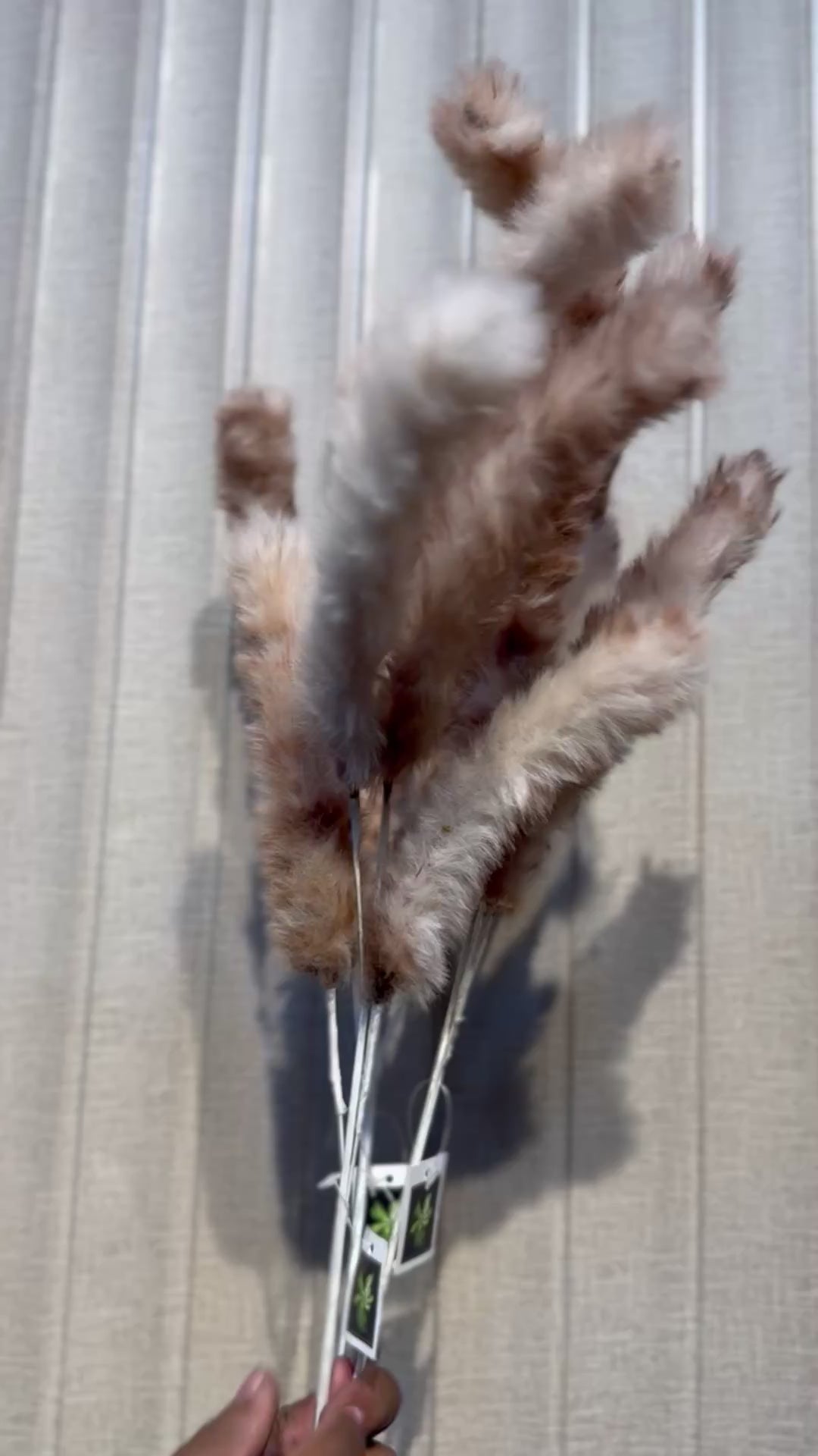 FLUFFY PAMPAS