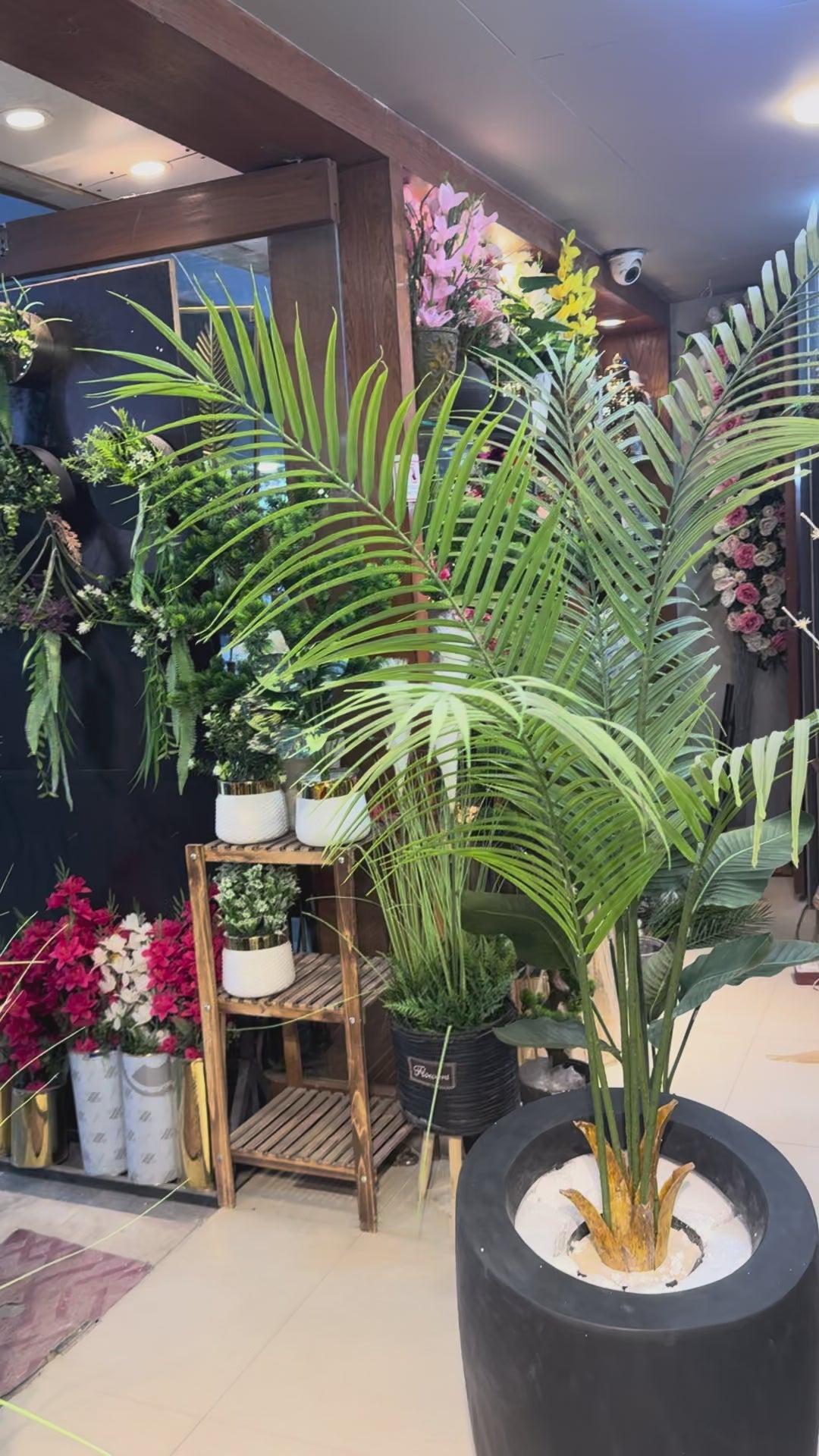 Premium Malaysian Palm with planter