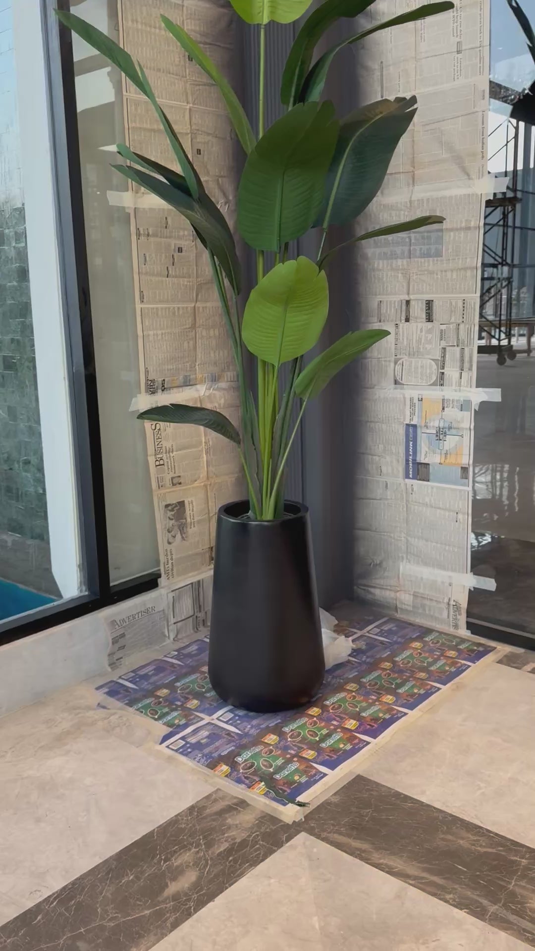 LUXURY Highend tall banana tree 8-9ft