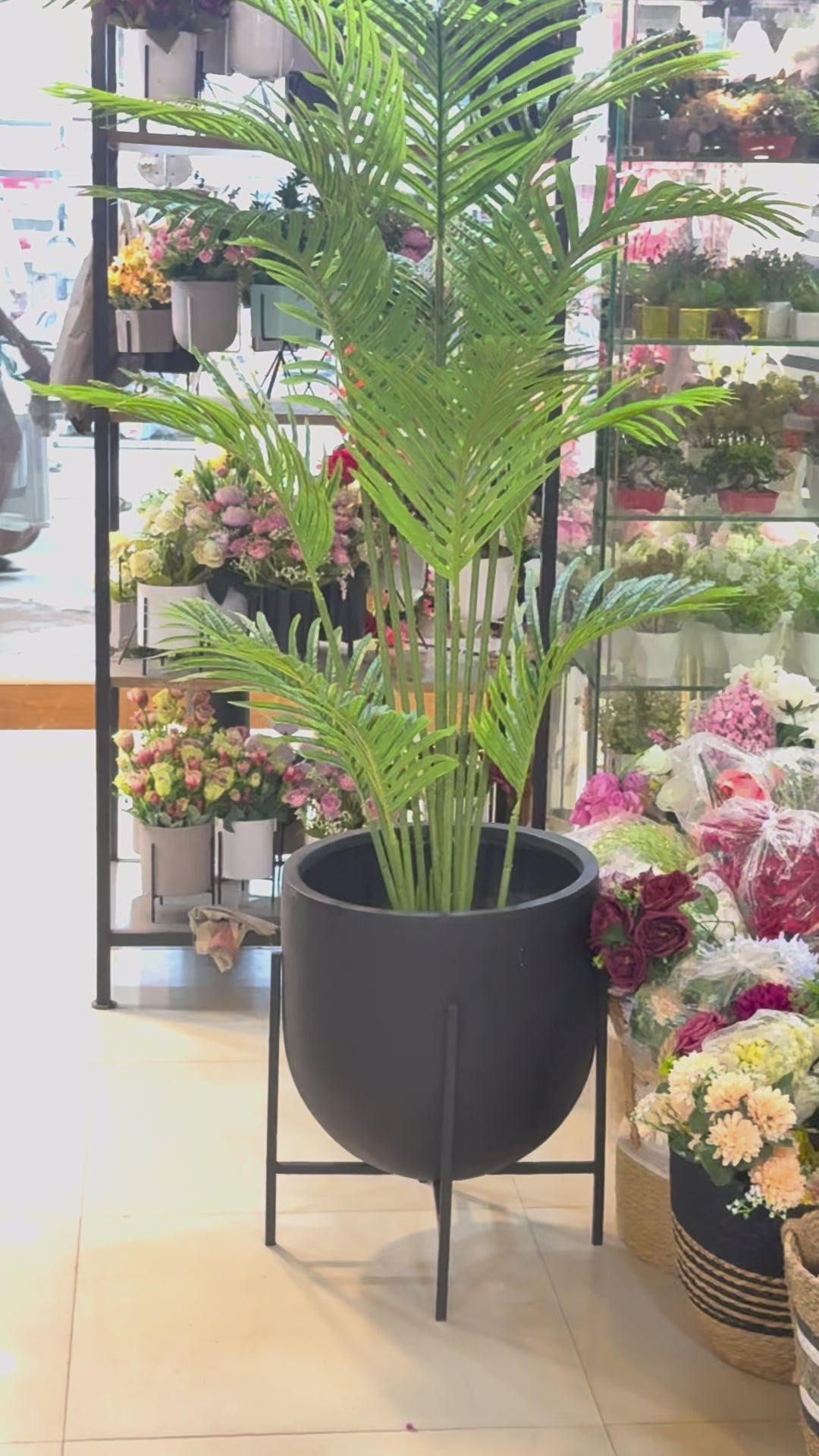 Premium Arica Palm with modern planter