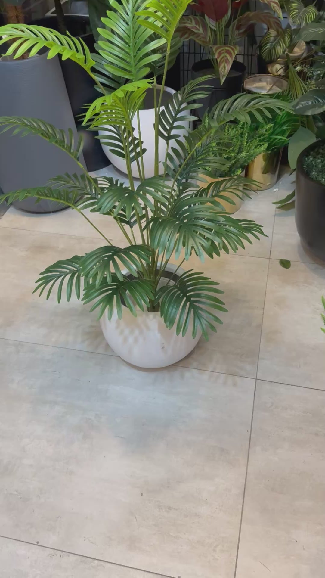 Palm Leaves With Pot