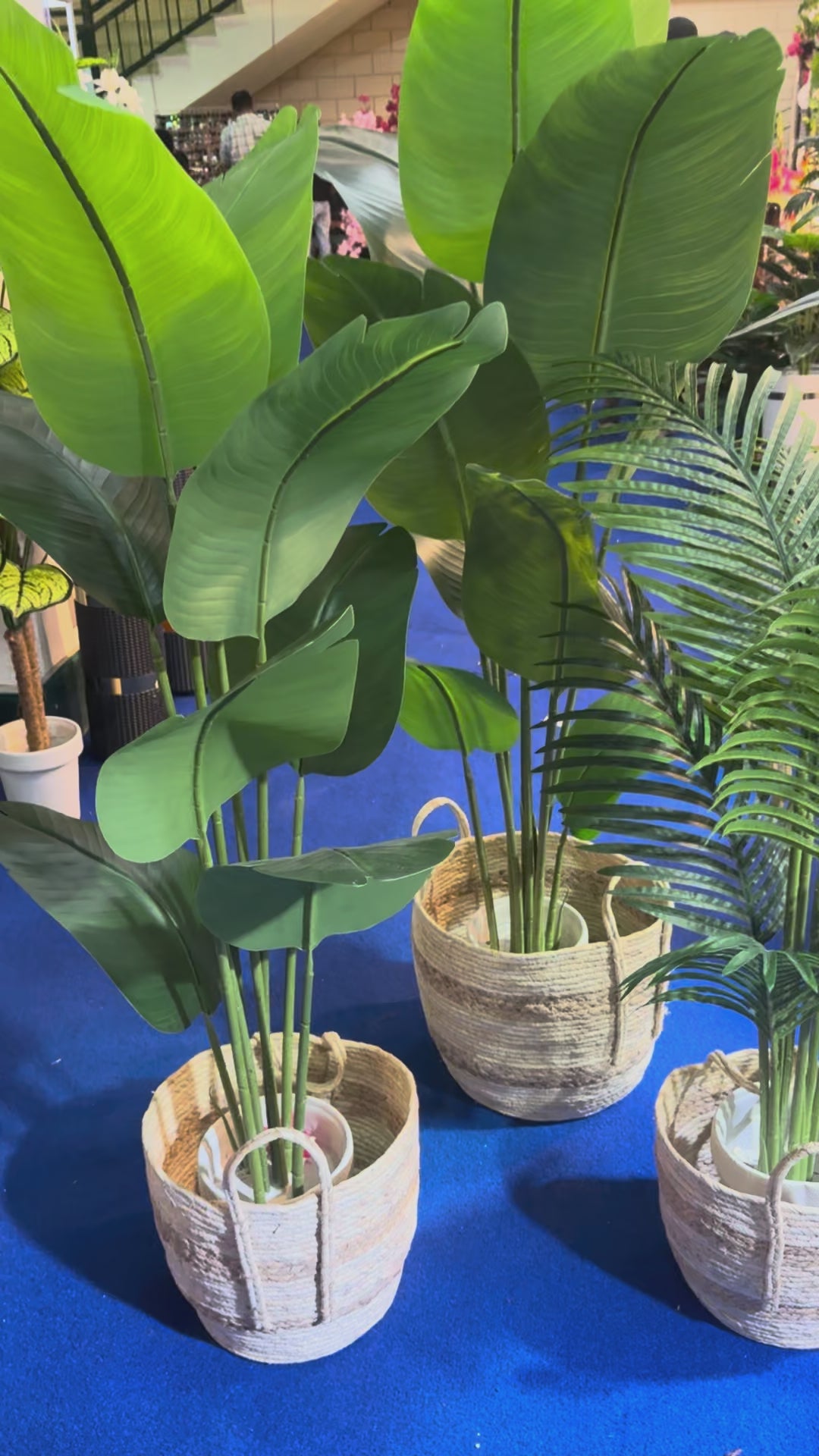 CANE PLANTER SET WITH PLANTS